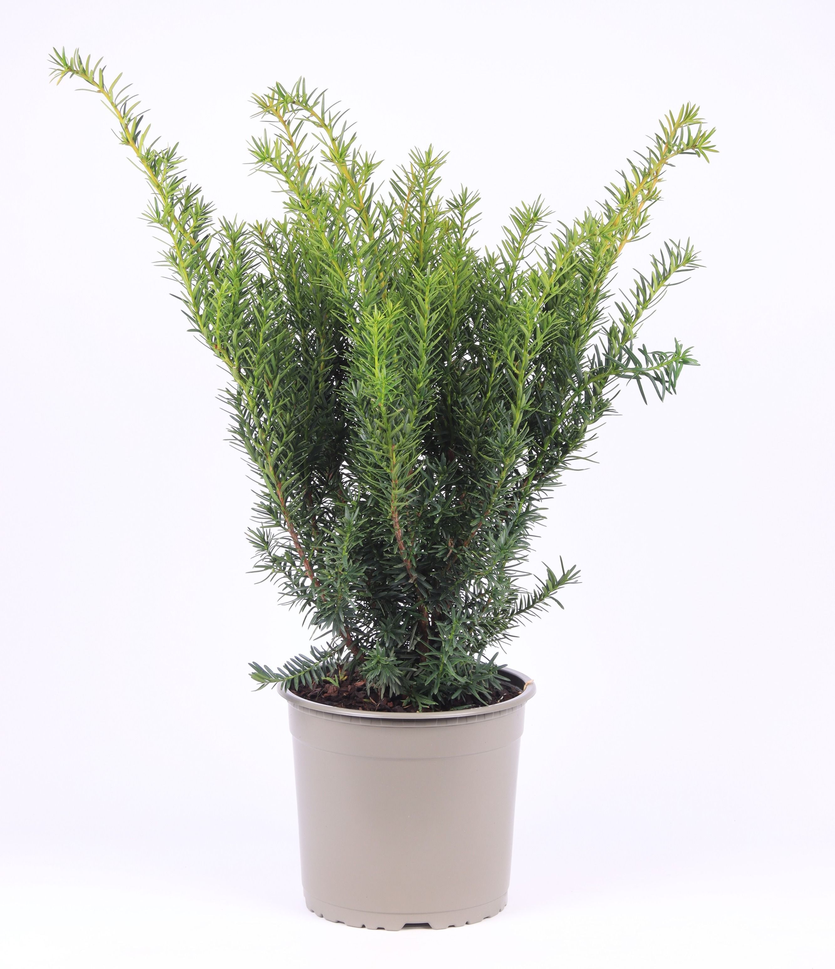 Taxus media 'Densiformis', D 23