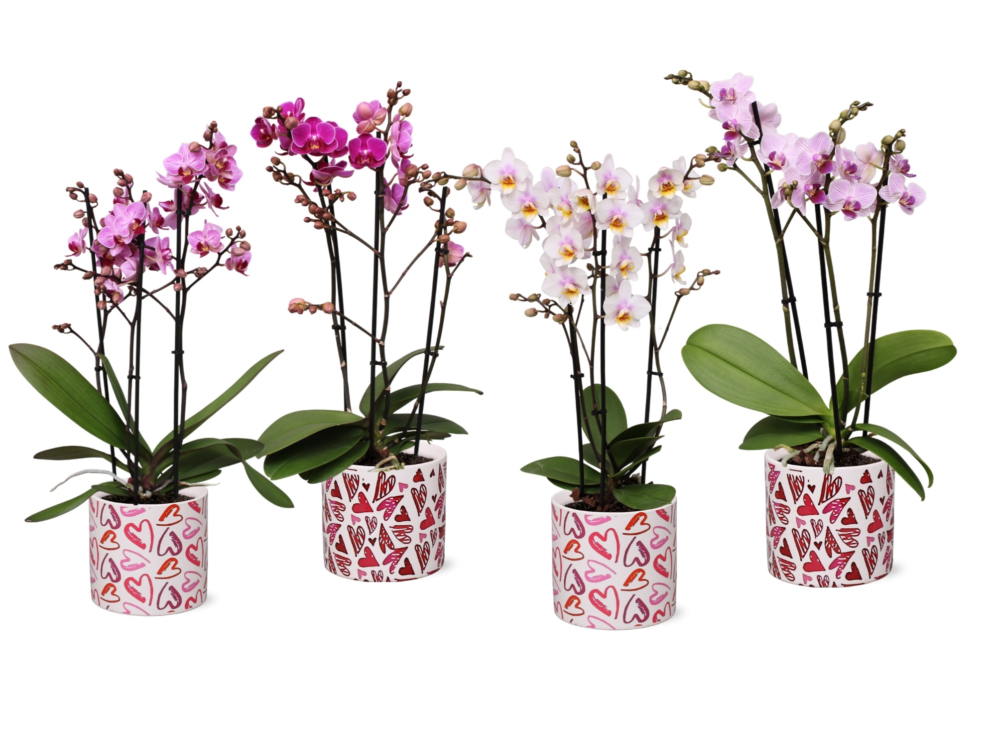 Phal. Multiflora 3-tak mix in keramiek BGC026 Julia keramiek, D 12