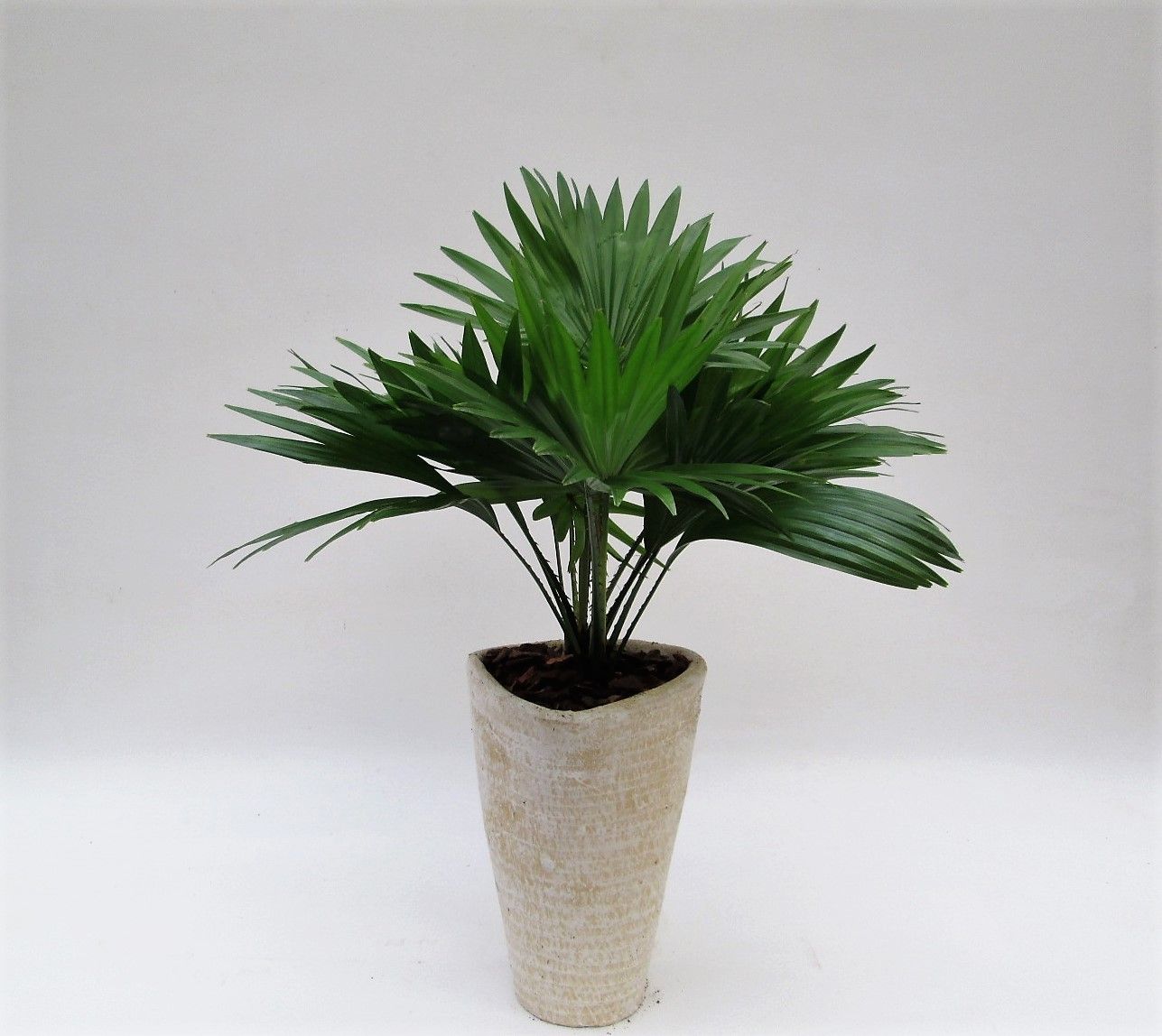 Livistona rotundifolia in susan pot met schors, D 16