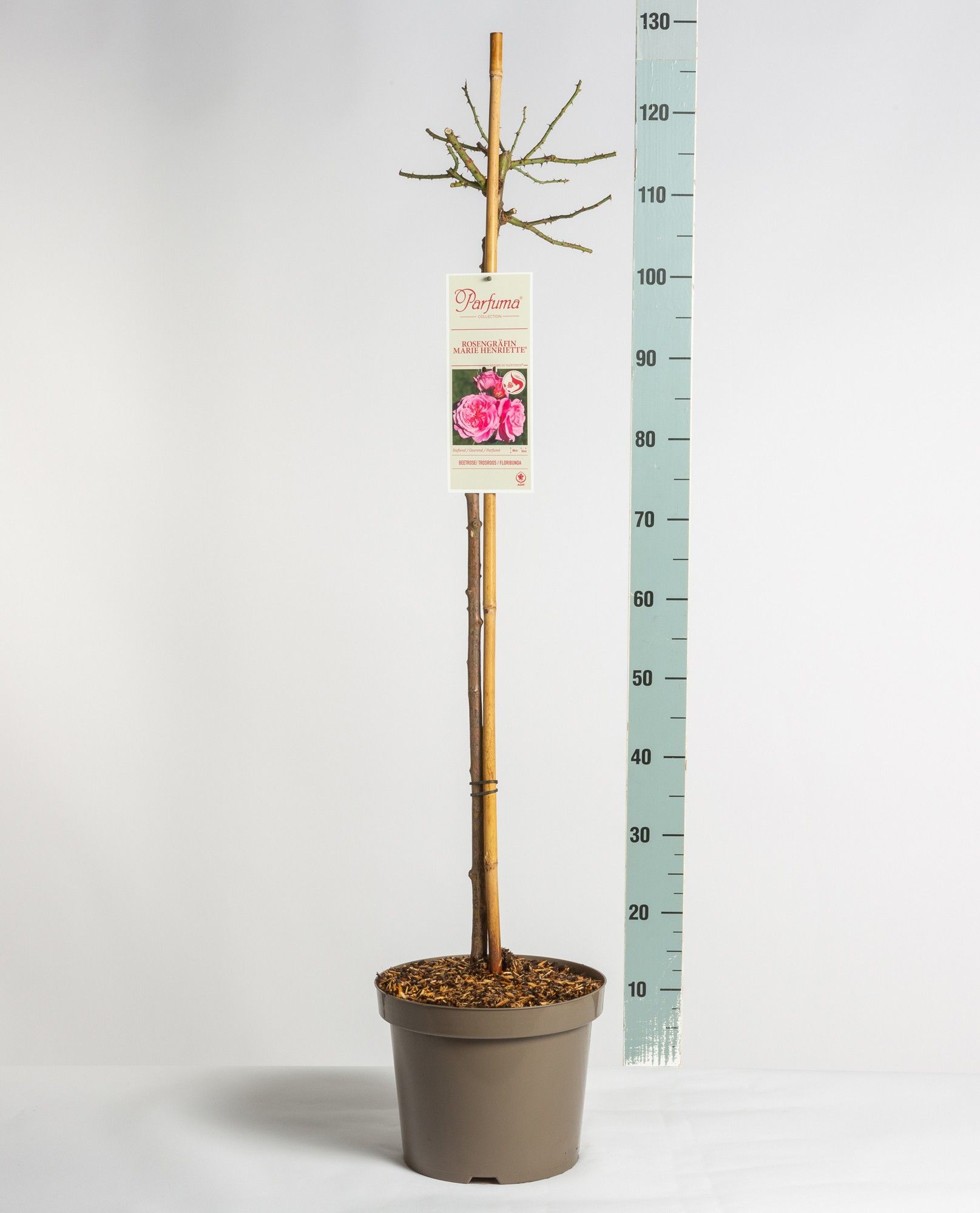 Rosa Parfuma (F) Rosengräfin Marie Henriette ®, stam 90, C7.5, D 26