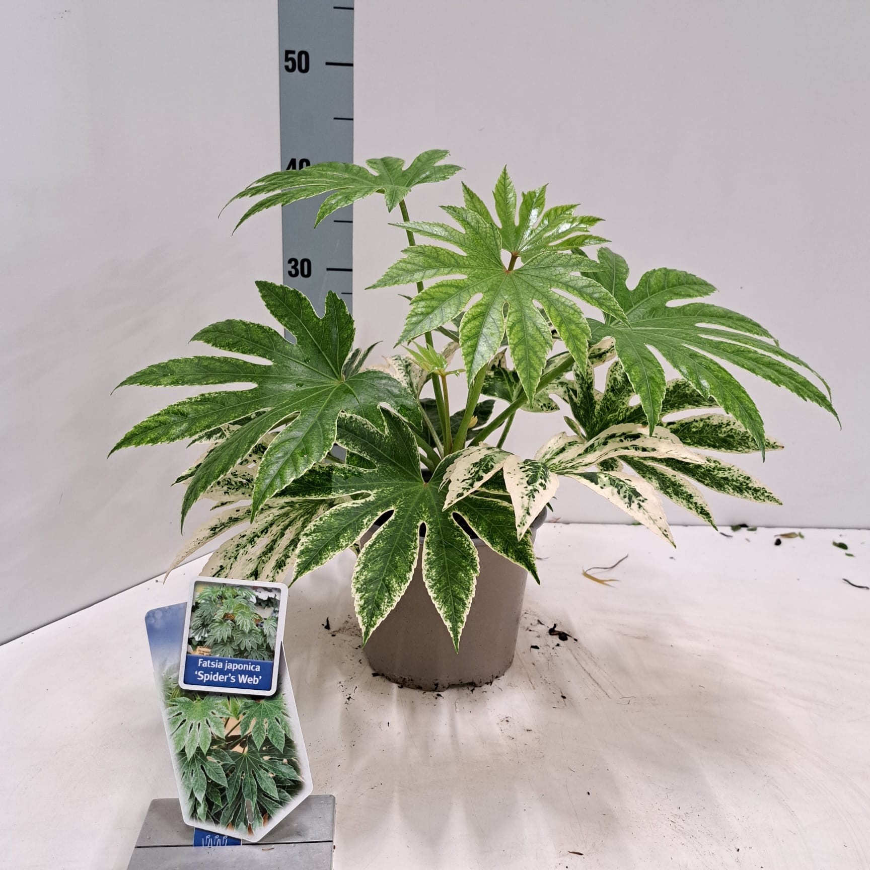 Fatsia japonica 'Spiders Web', D 17