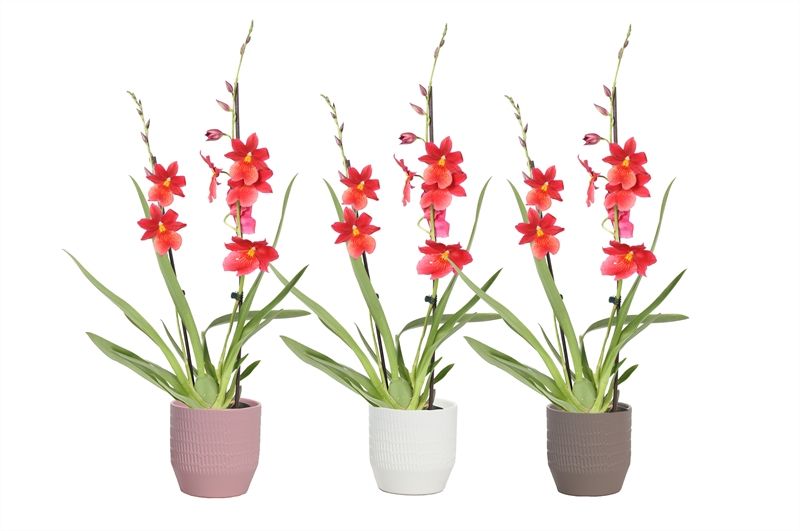 Tirza p12 scores mix Cambria Nelly Isler 2T16+, D 12