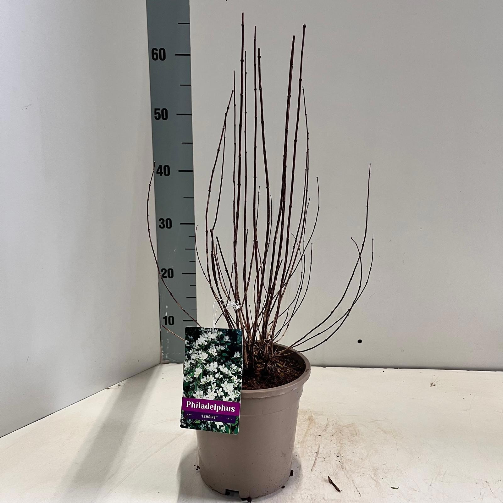 Philadelphus 'Lemoinei', D 17