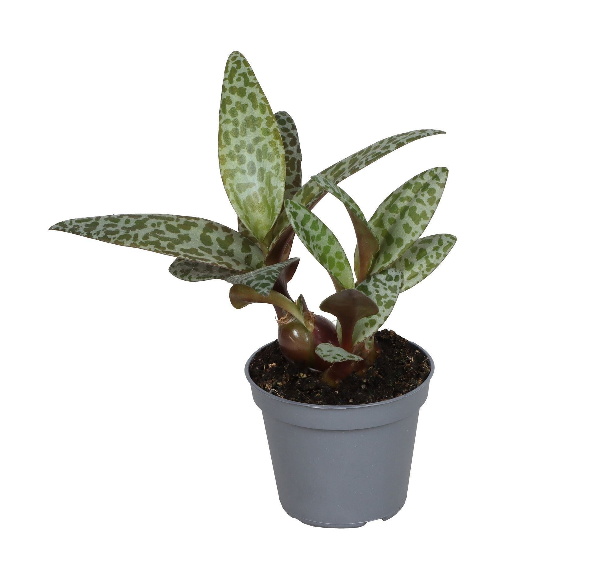 Ledeboria Socialis, D 6