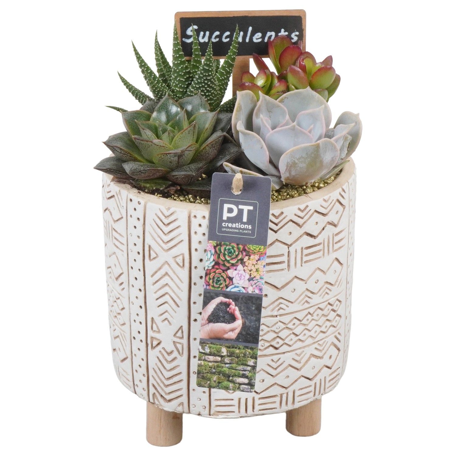 PTSU8485 Arrangement Succulenten in beton pot op houten voet, D 14
