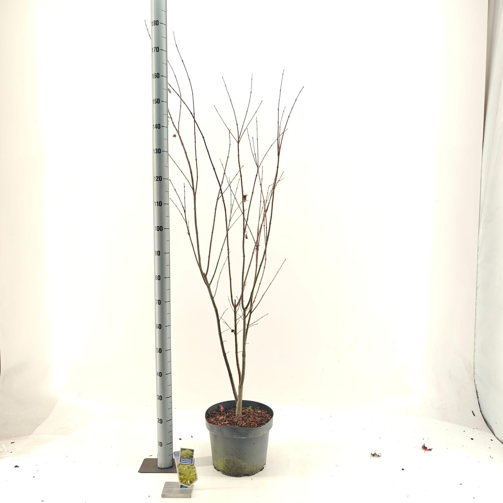 Acer pal. 'Summer Gold', D 29