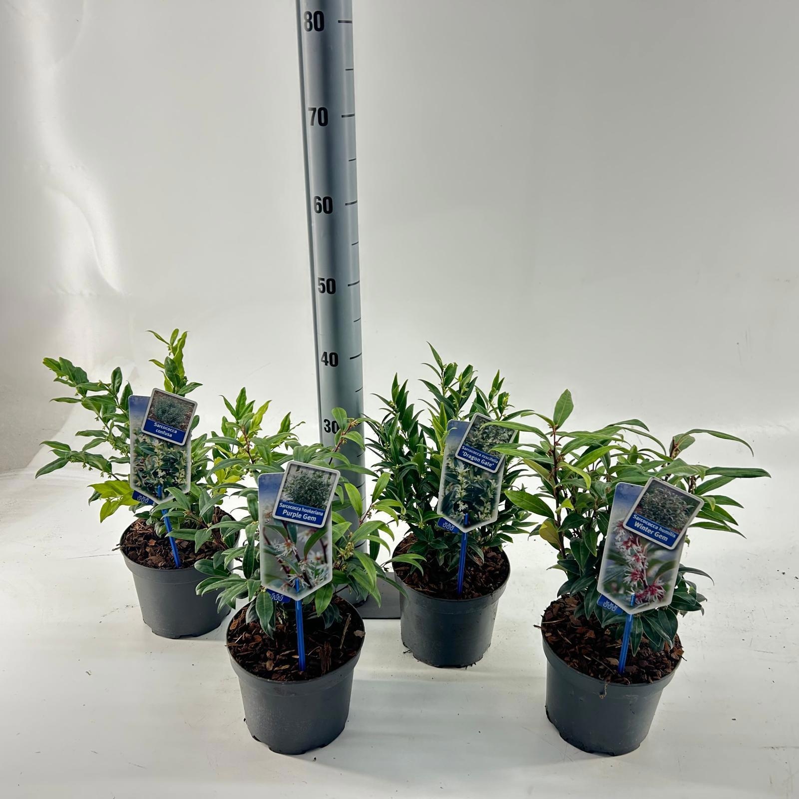 Sarcococca mix (minimum order one layer), D 17