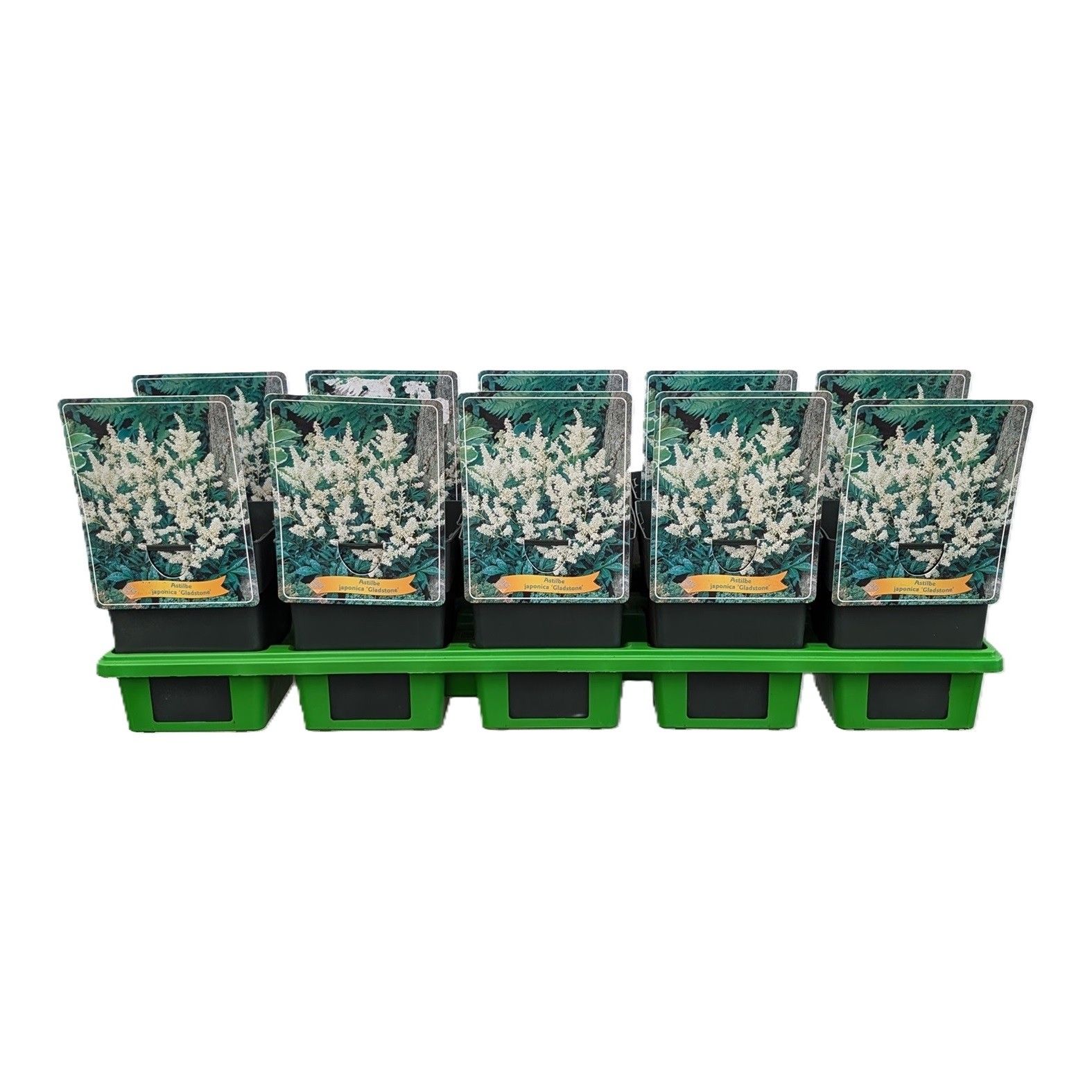 Astilbe japonica 'Gladstone' P11, D 11