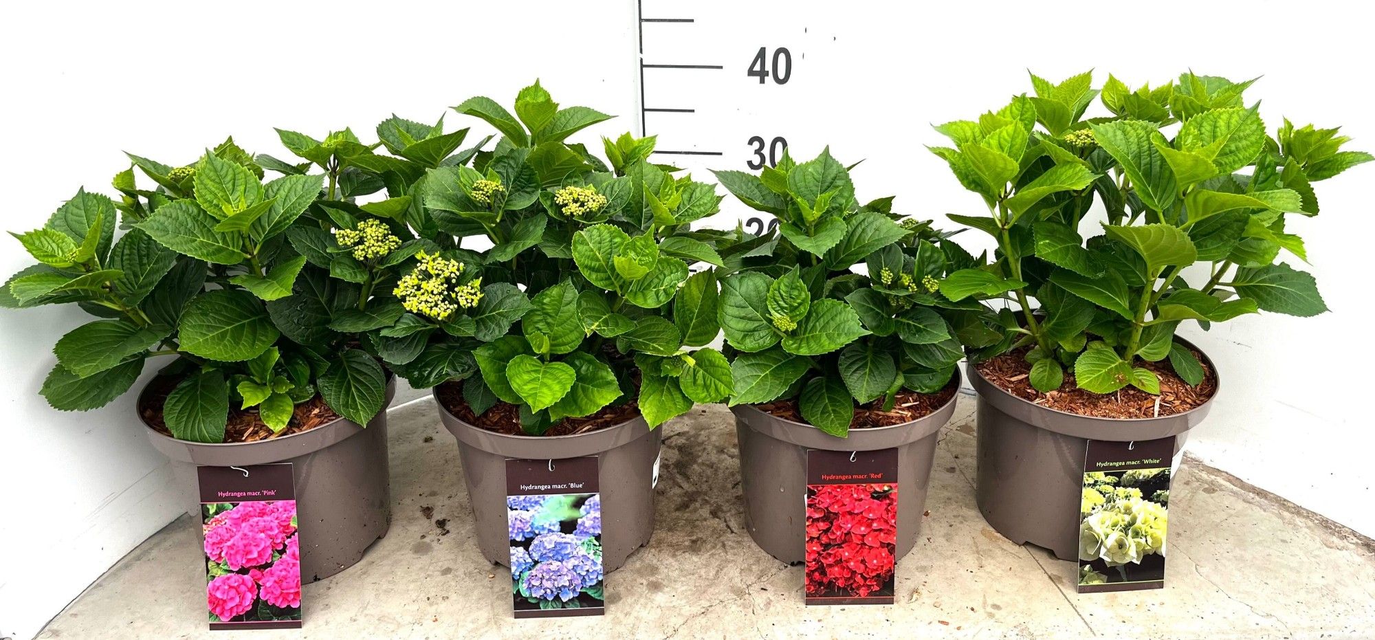 604 CD : Pot 23 cm HYDRANGEA MACROPHYLLA MIX COLORS, D 23