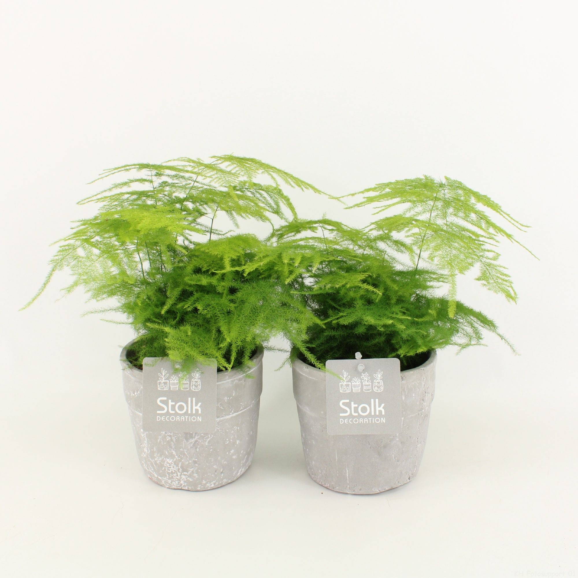 Asparagus in Stone Look pot, D 13