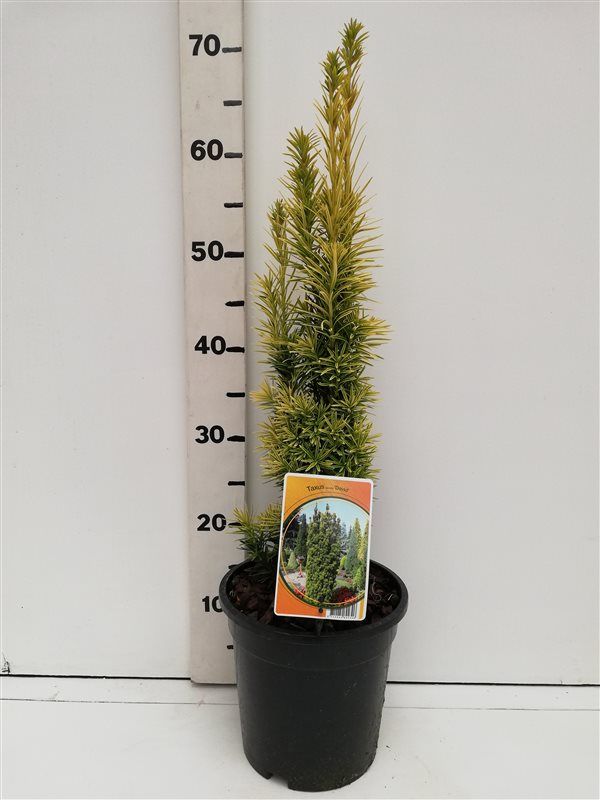 Taxus bacc. 'Fastigiata Aurea', D 19