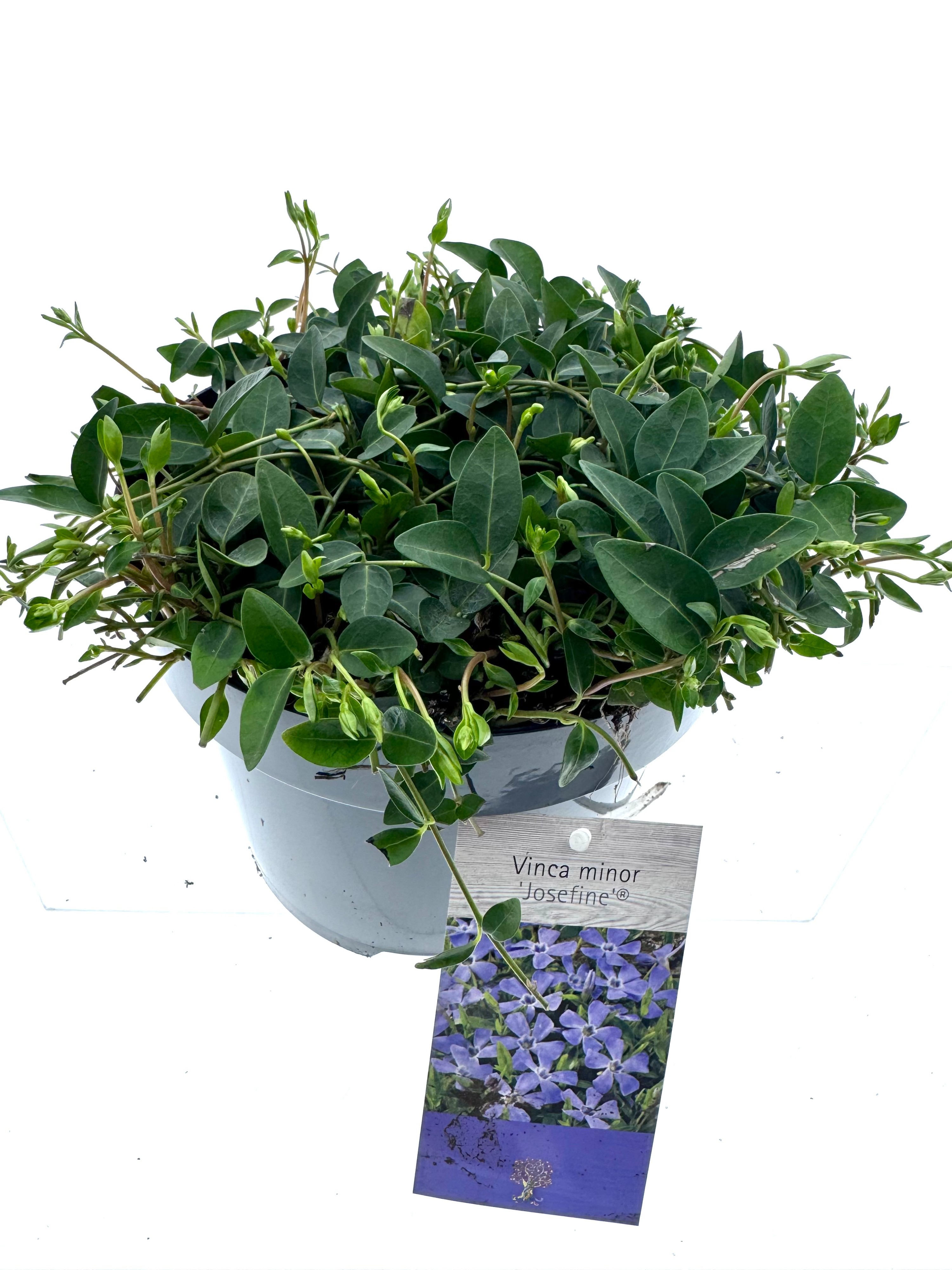 Vinca minor 'Josefine', D 19