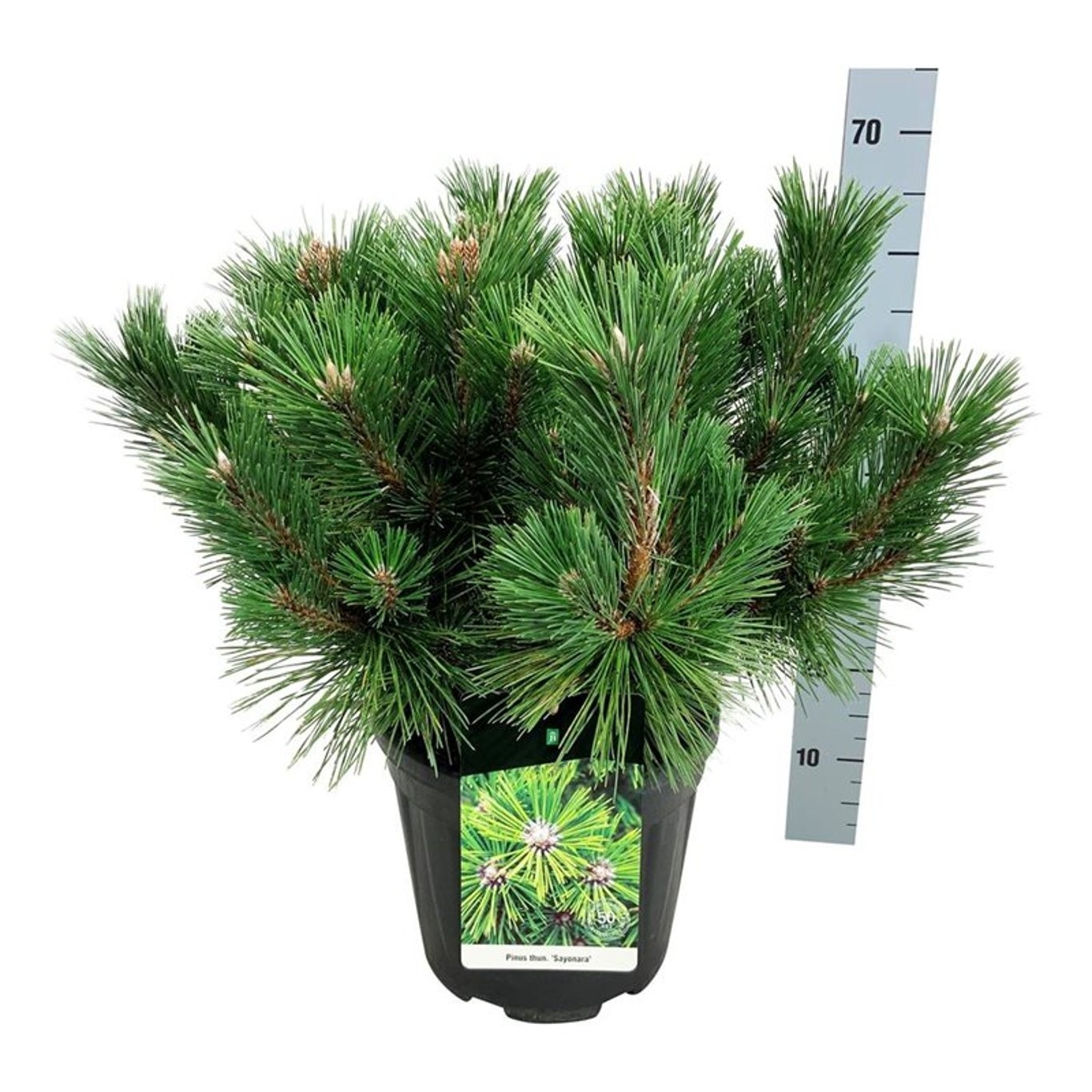 Pinus thunbergii 'Sayonara', D 32