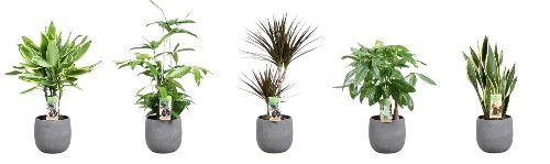 Green is...mixkar p17 betonpot glad - foto is indicatief, D 17