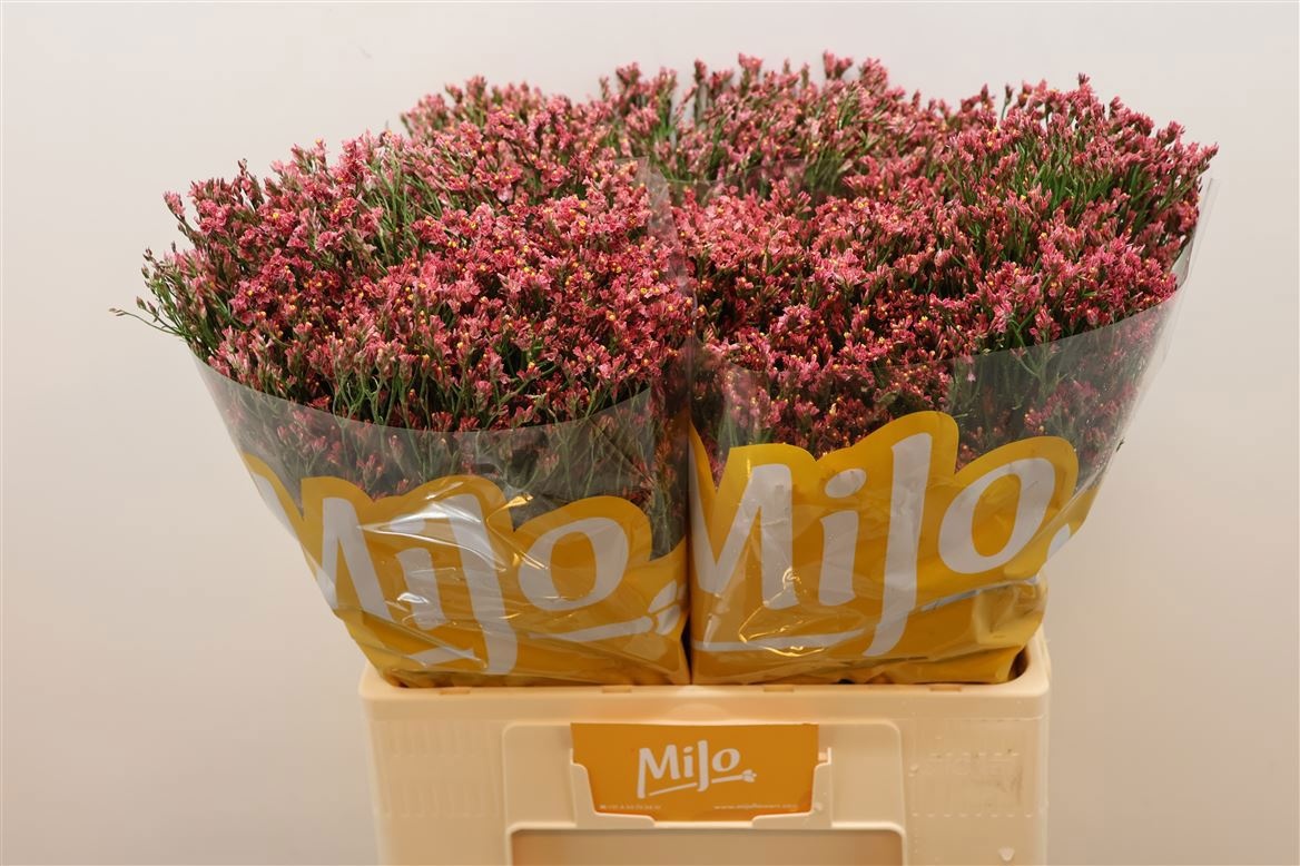 Лимониум Макс Даймонд 60, шт.