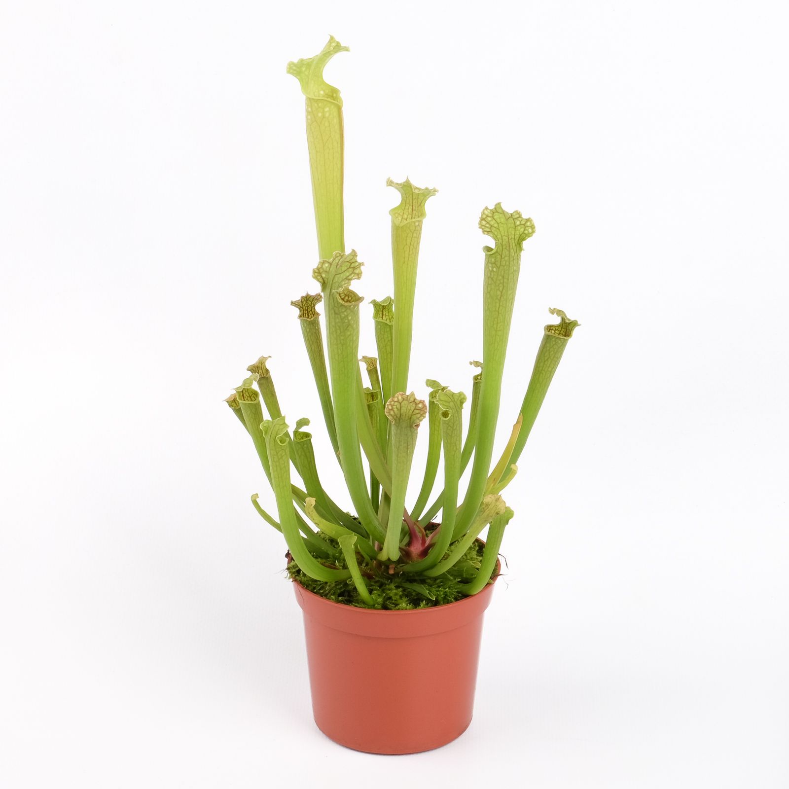 Sarracenia farnhamii, D 8,5