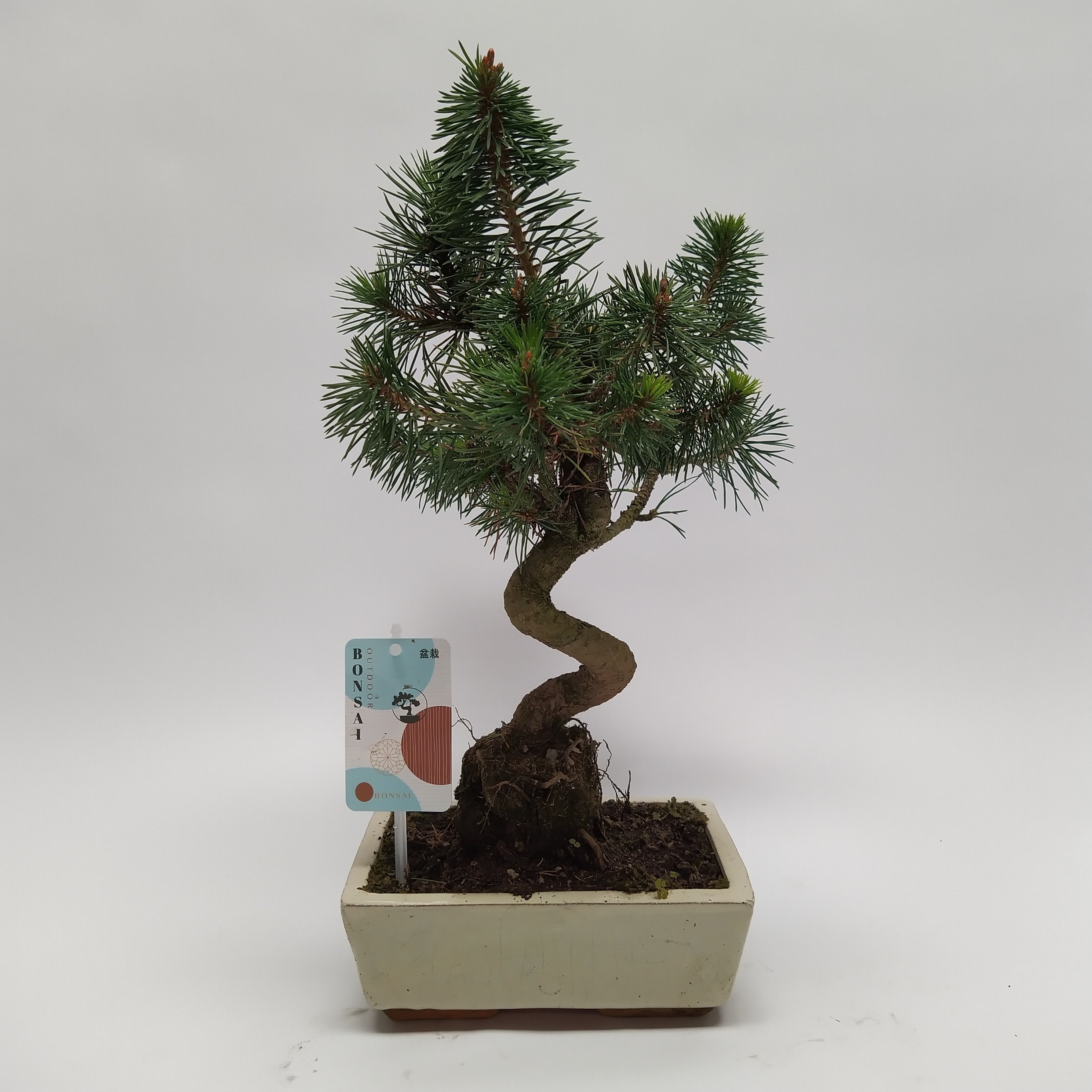 Pinus Sylvestris Bonsai 'Traditional' 20 cm, D 20