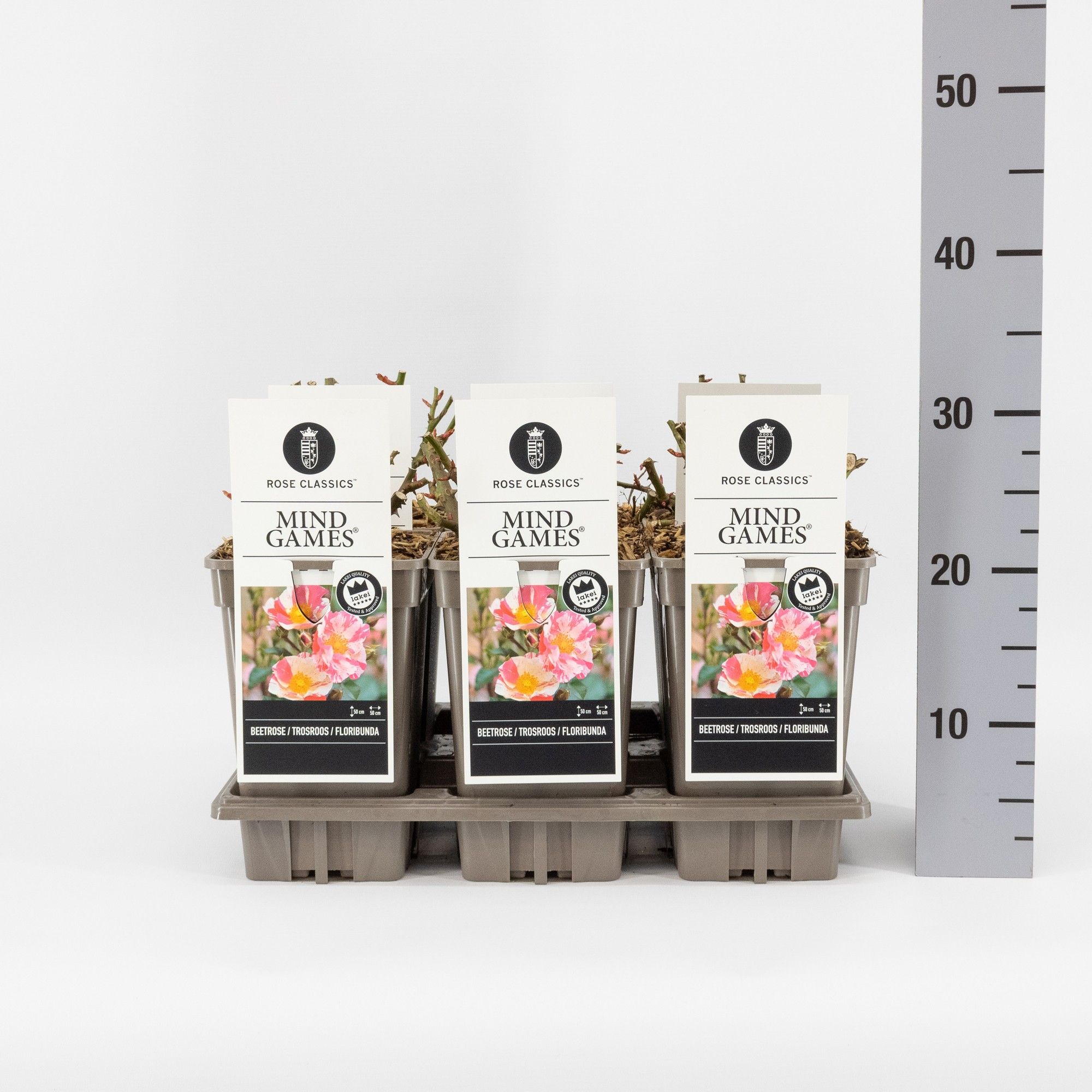 Rosa (F) Mind Games ®, C3, D 17