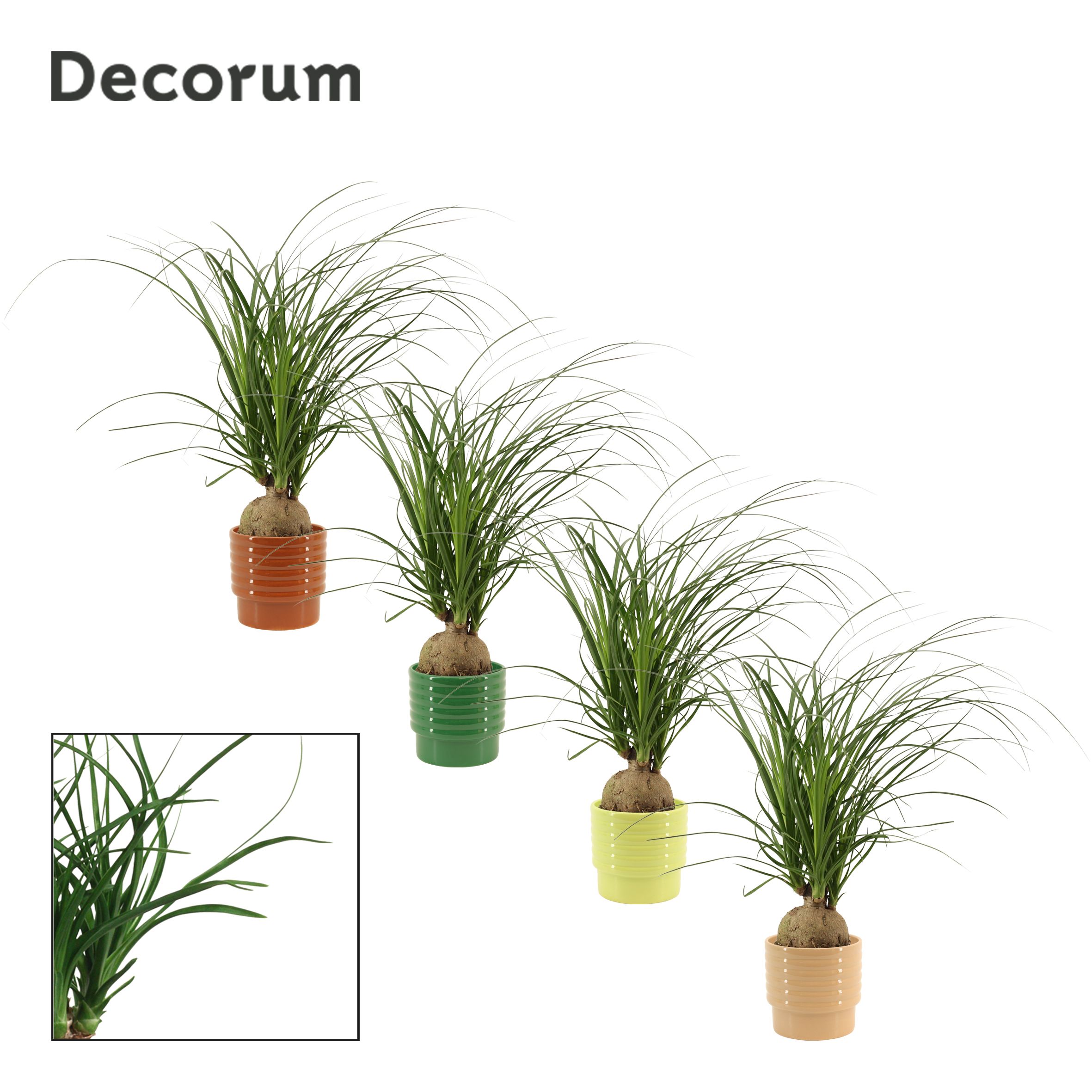 Beaucarnea Bol 12 cm in Naemi (Natural bubble-collection), D 12