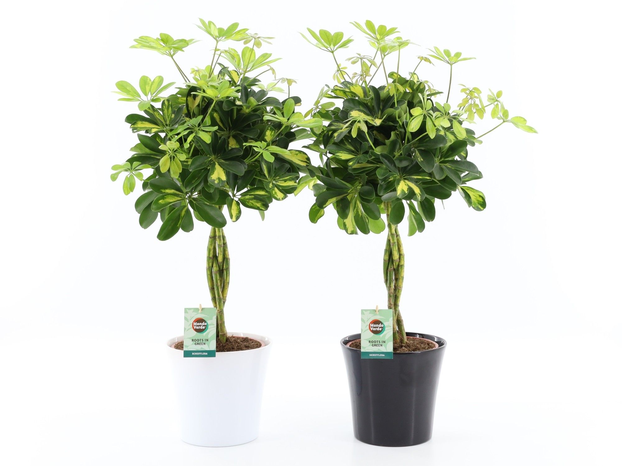 Schefflera arboricola 'Gold Capella' in Zwart & Wit keramiek, D 22