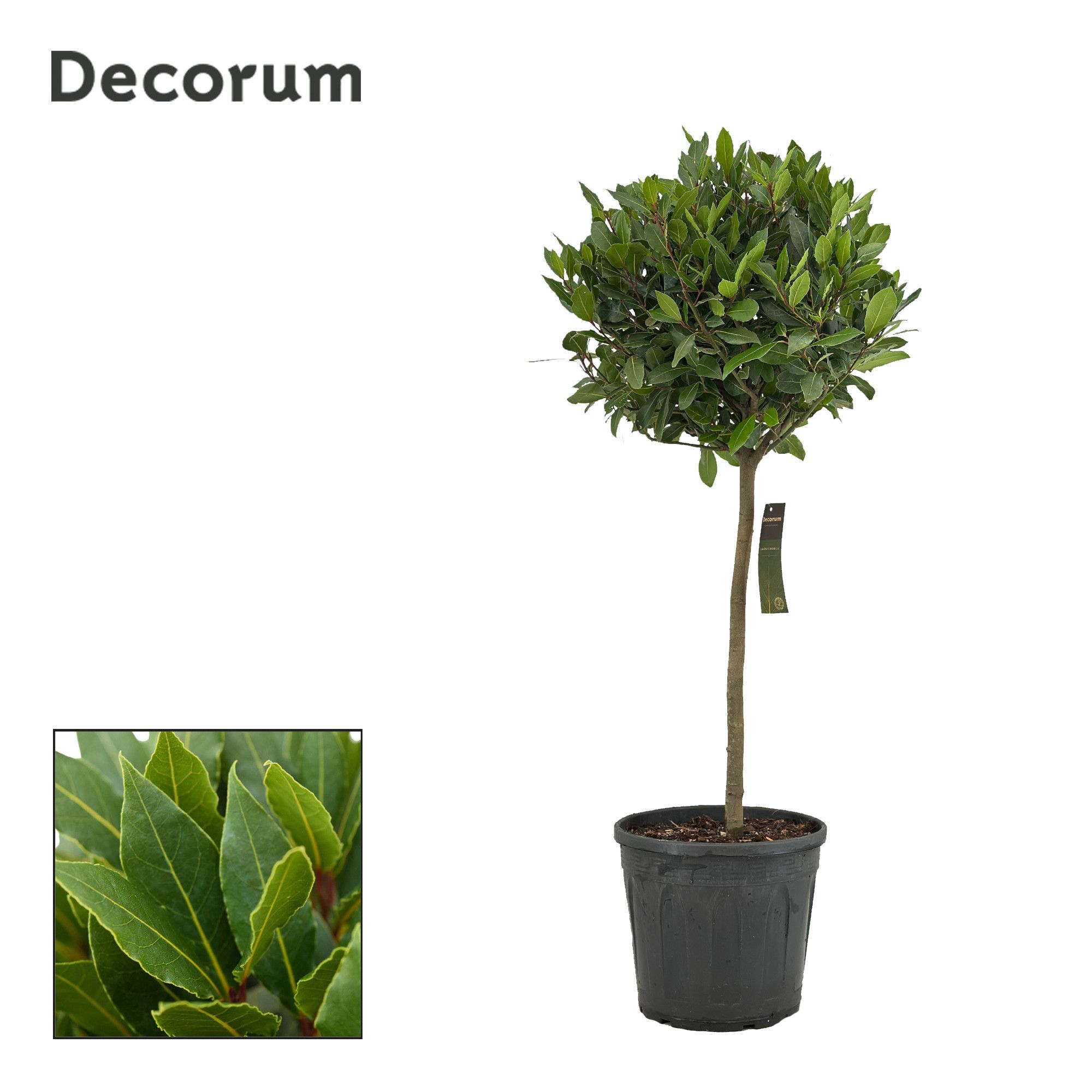 Laurus nobilis Bol op stam, D 30