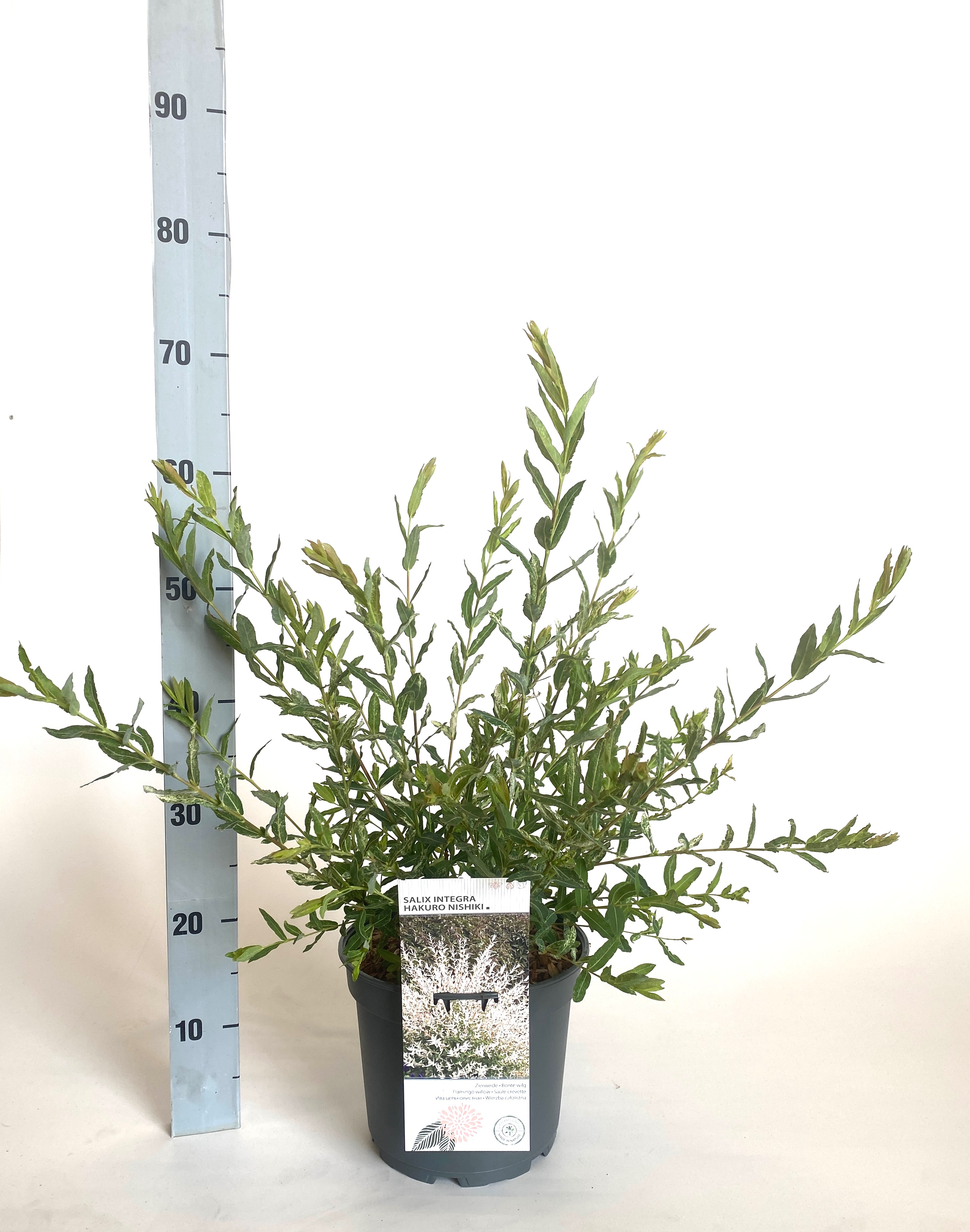 Salix integra 'Hakuro Nishiki', D 23