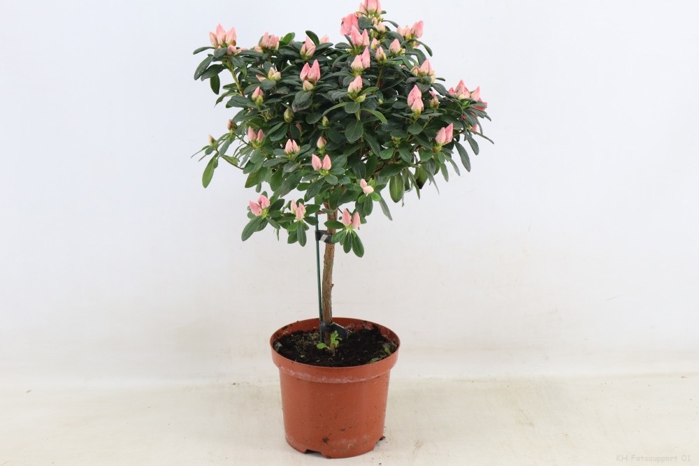 Azalea op stam 'Thesla Zalmkleurig'pot 19, D 19