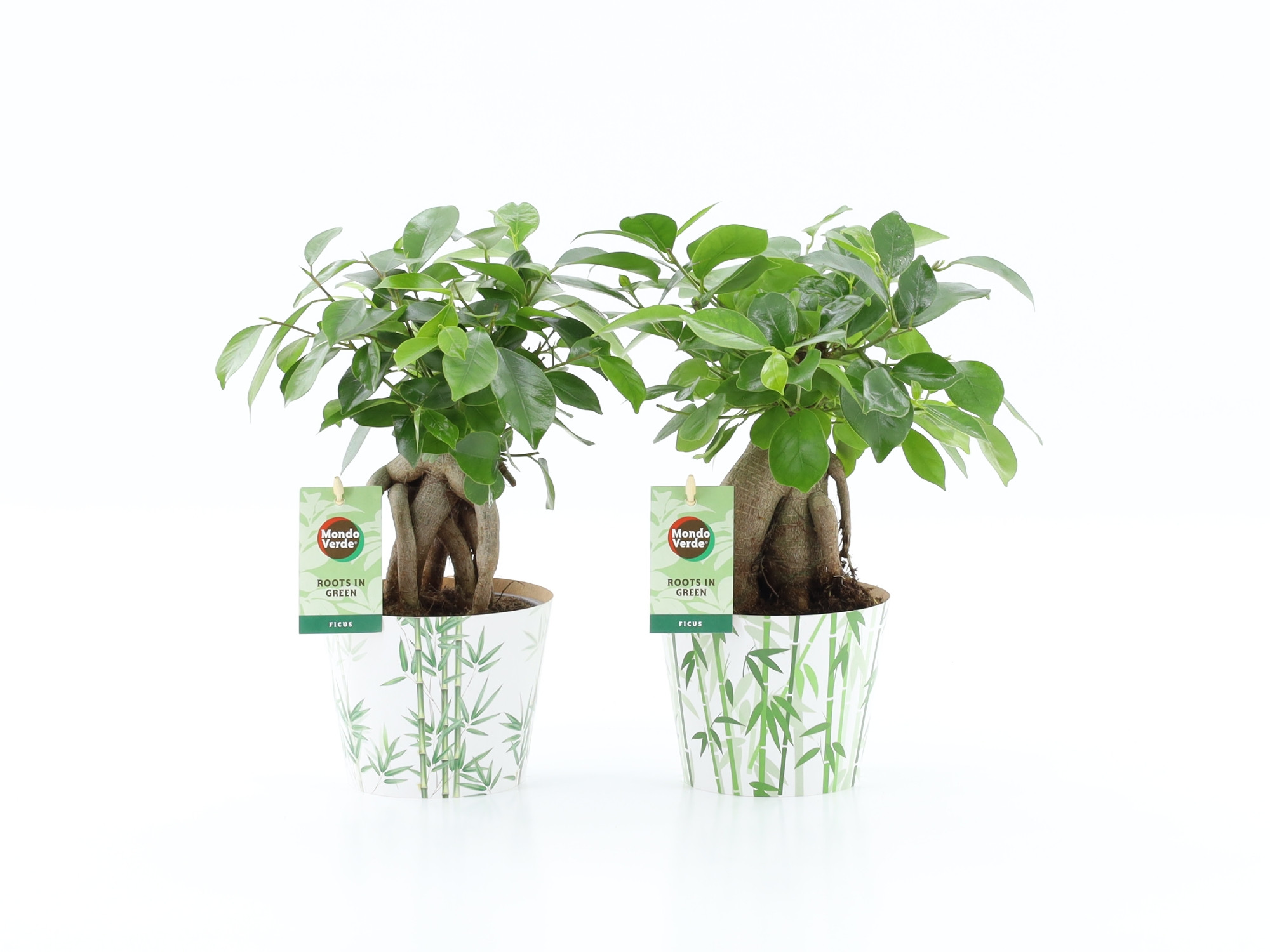 Ficus microcarpa Retusa in Potcover Bamboo, D 12