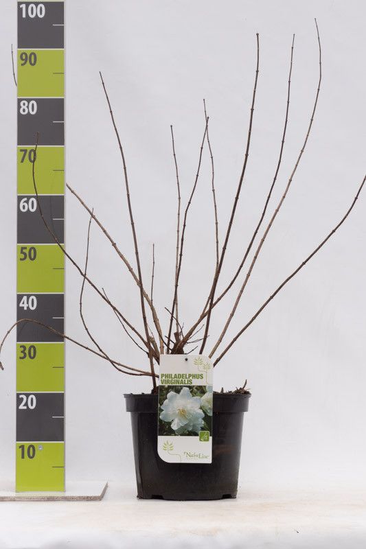 Philadelphus virginal C 12, D 30