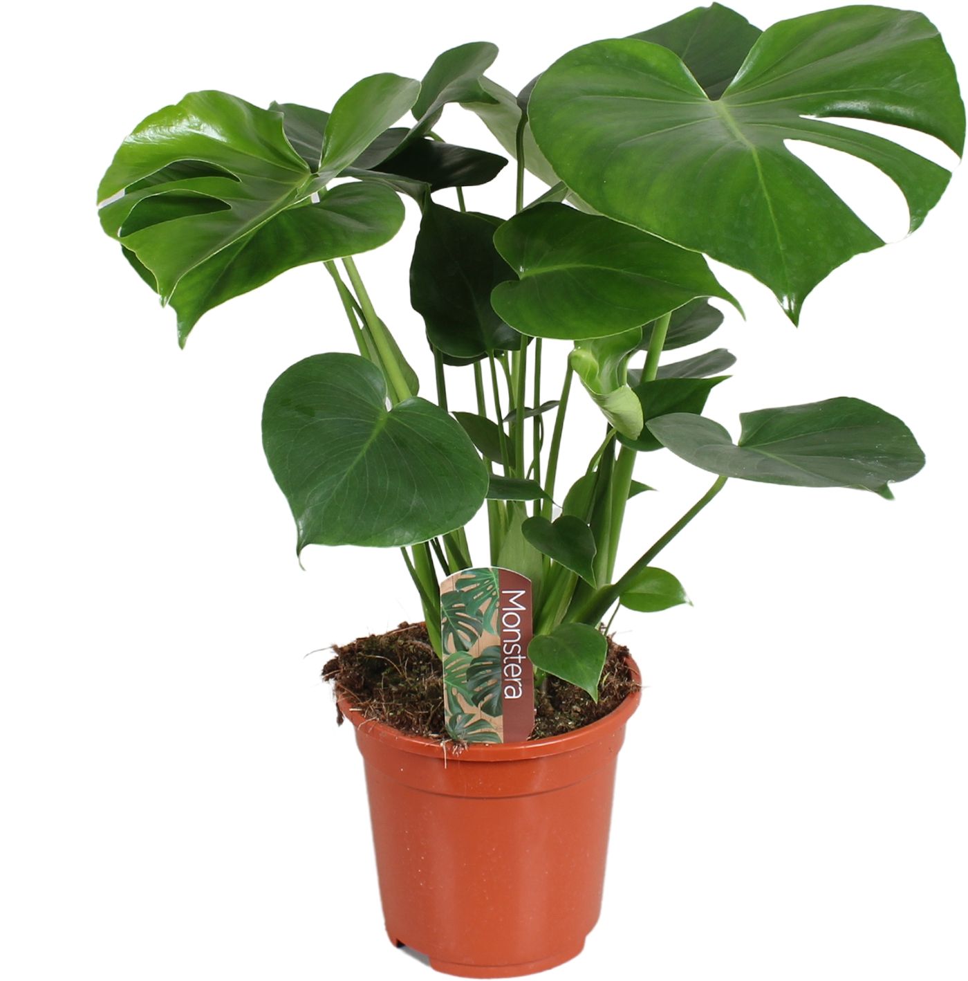 Monstera deliciosa 17cm 55-65cm, D 17