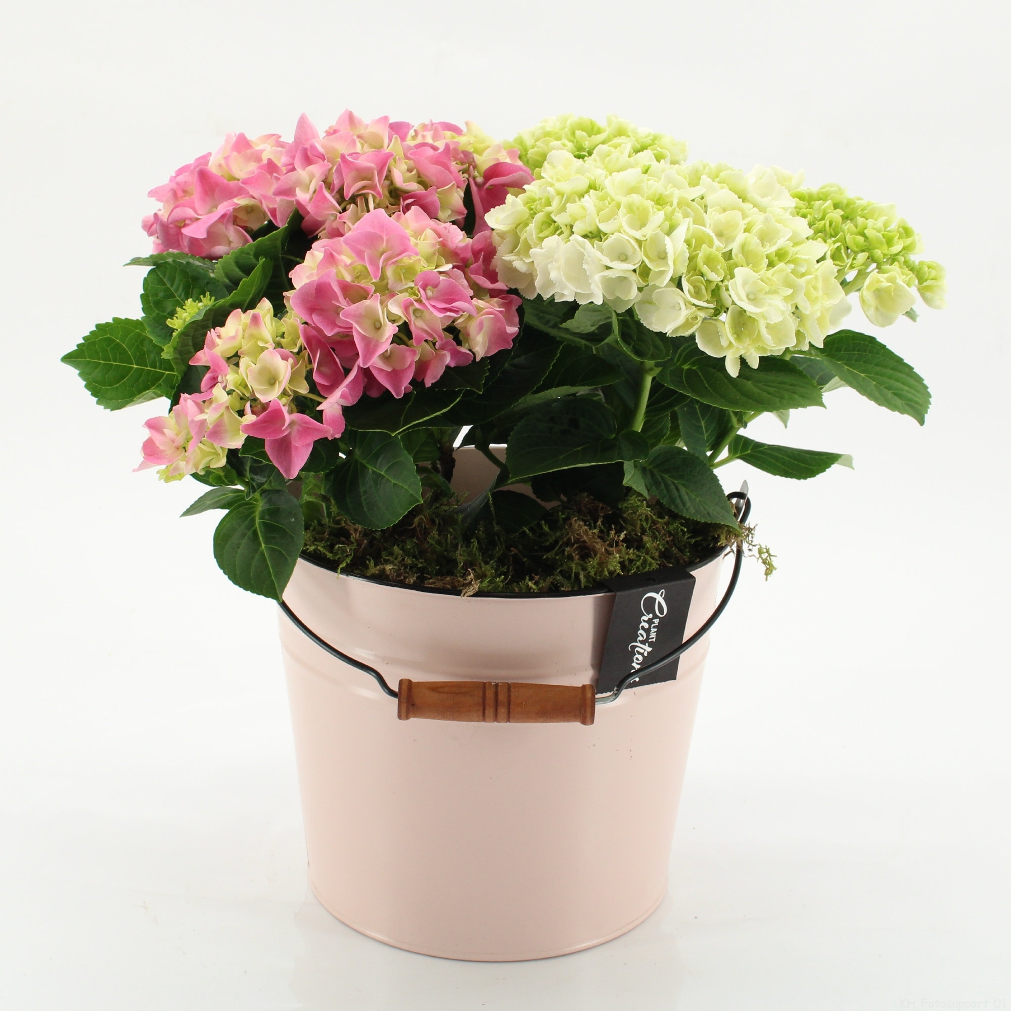 KHCR-2615M Hydrangea creations, D 21