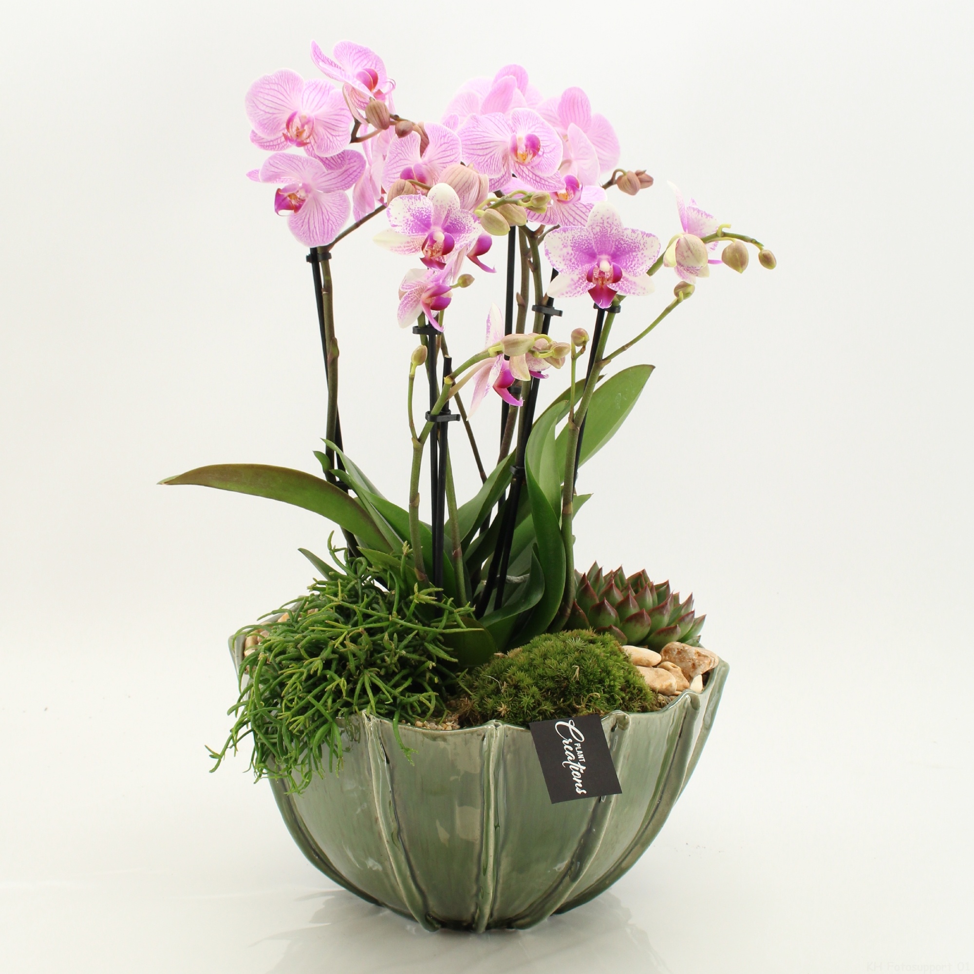 LICR-2611RZ Limited Edition Phalaenopsis, D 23