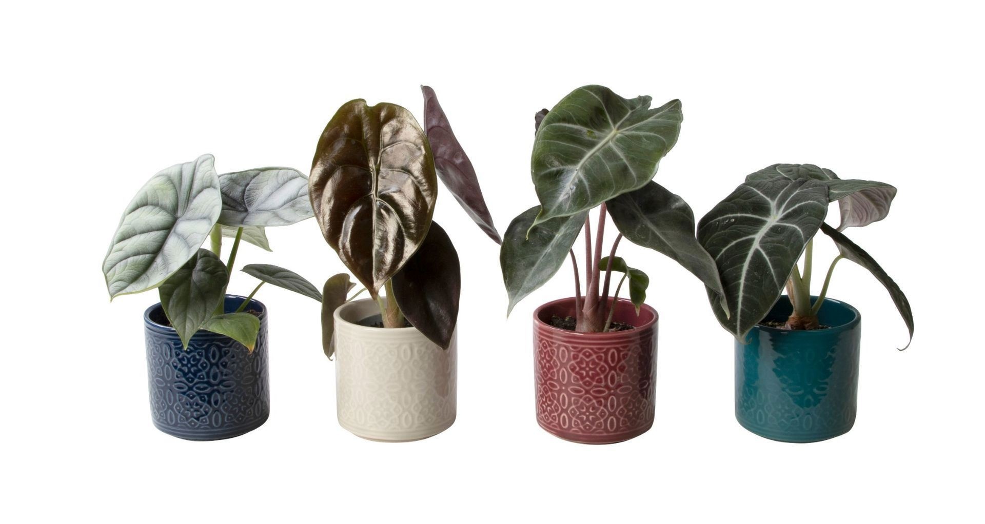 L 65639 with Alocasia Mix, D 6