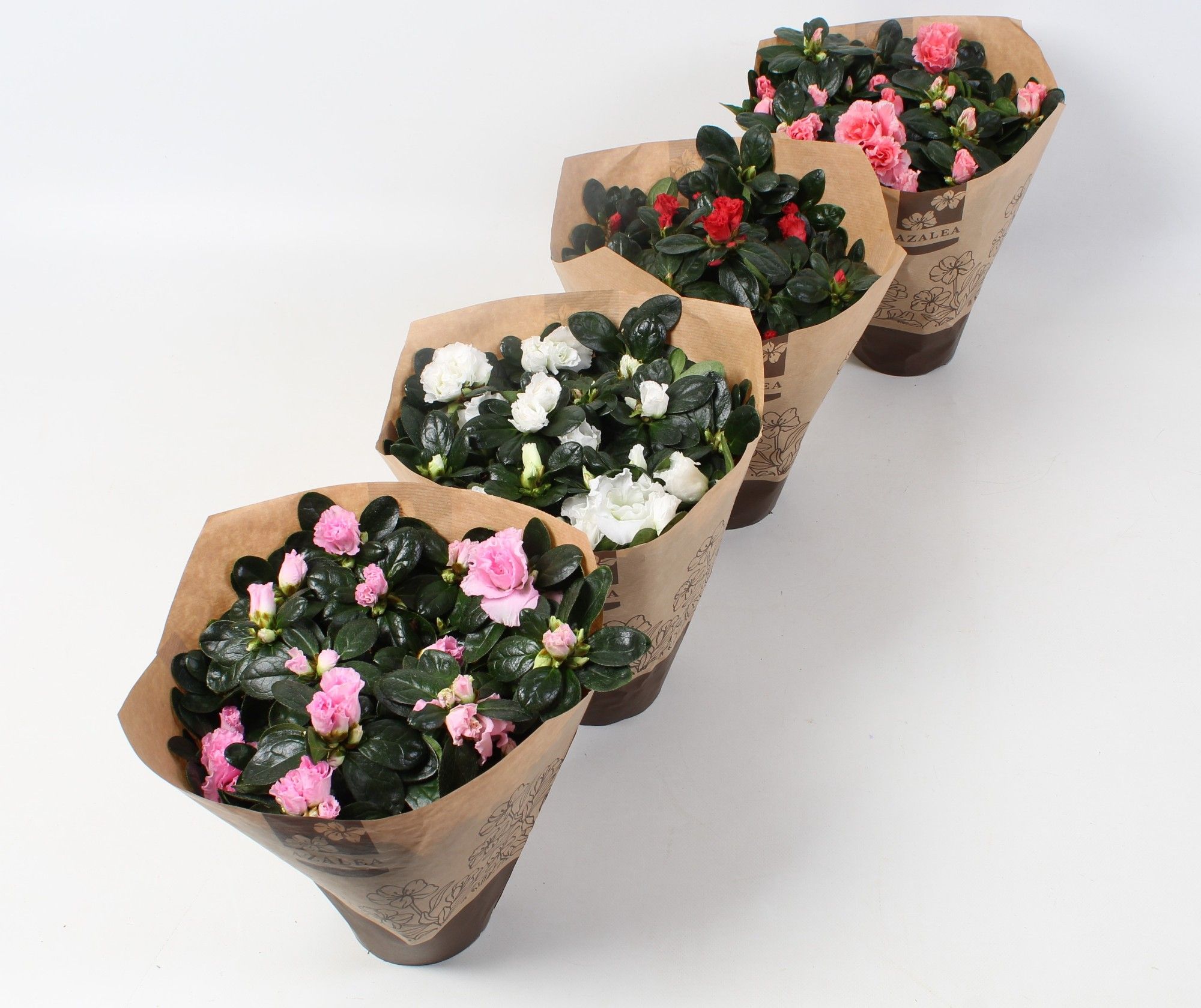 Azalea Wit/Rose/Zalm/Bont Gemengd papieren hoes DIA 25 CM, D 12,5