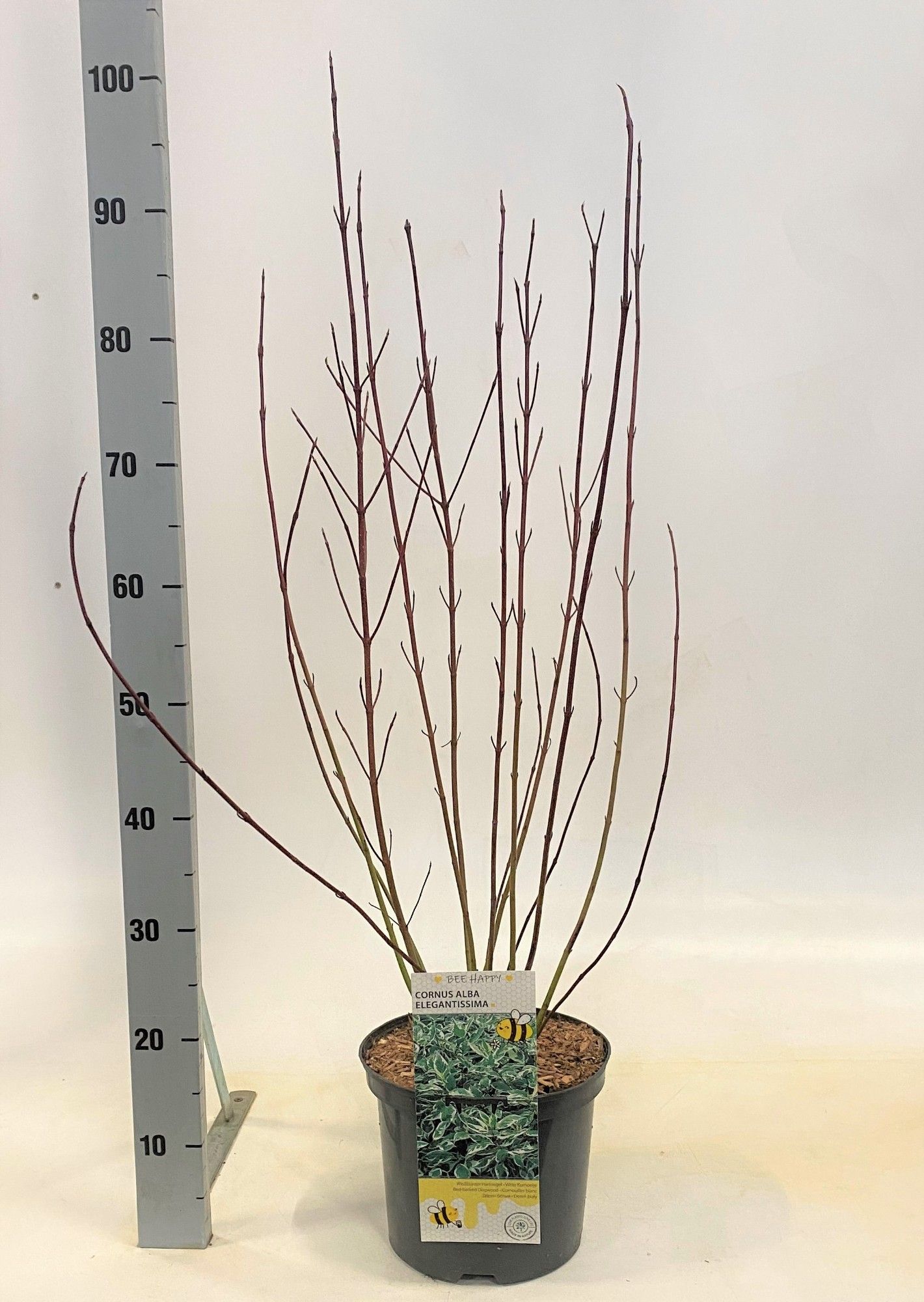 Cornus alba Elegantissima, D 23