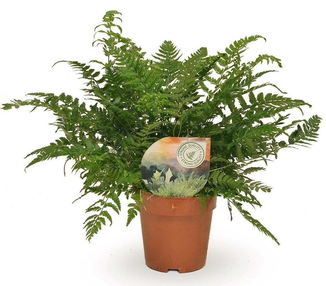 Polystichum tsussimense / Athyrium, D 12