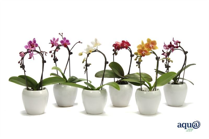 Lisa p06 bolpot white Phal Tiny Dolls cascade mix 1T07+ Aqu@, D 6