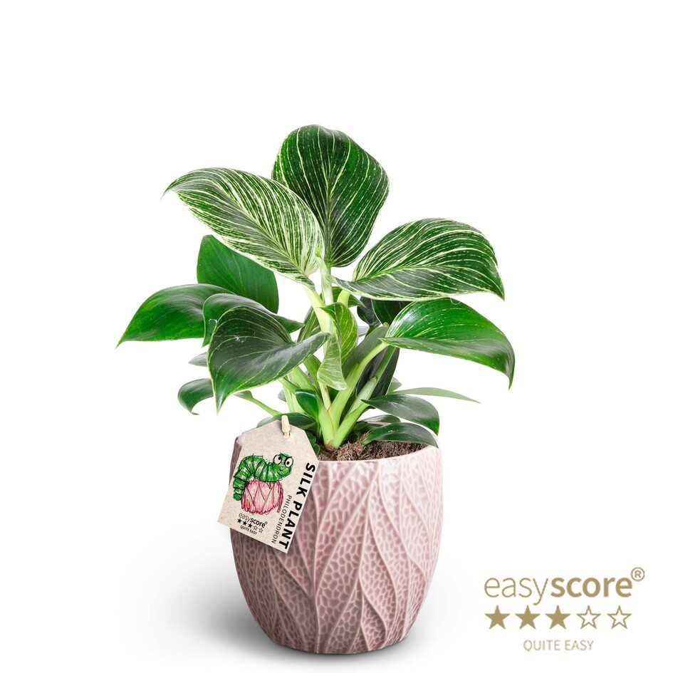 Leaf Rosa, Philodendron ´White measure´, D 12