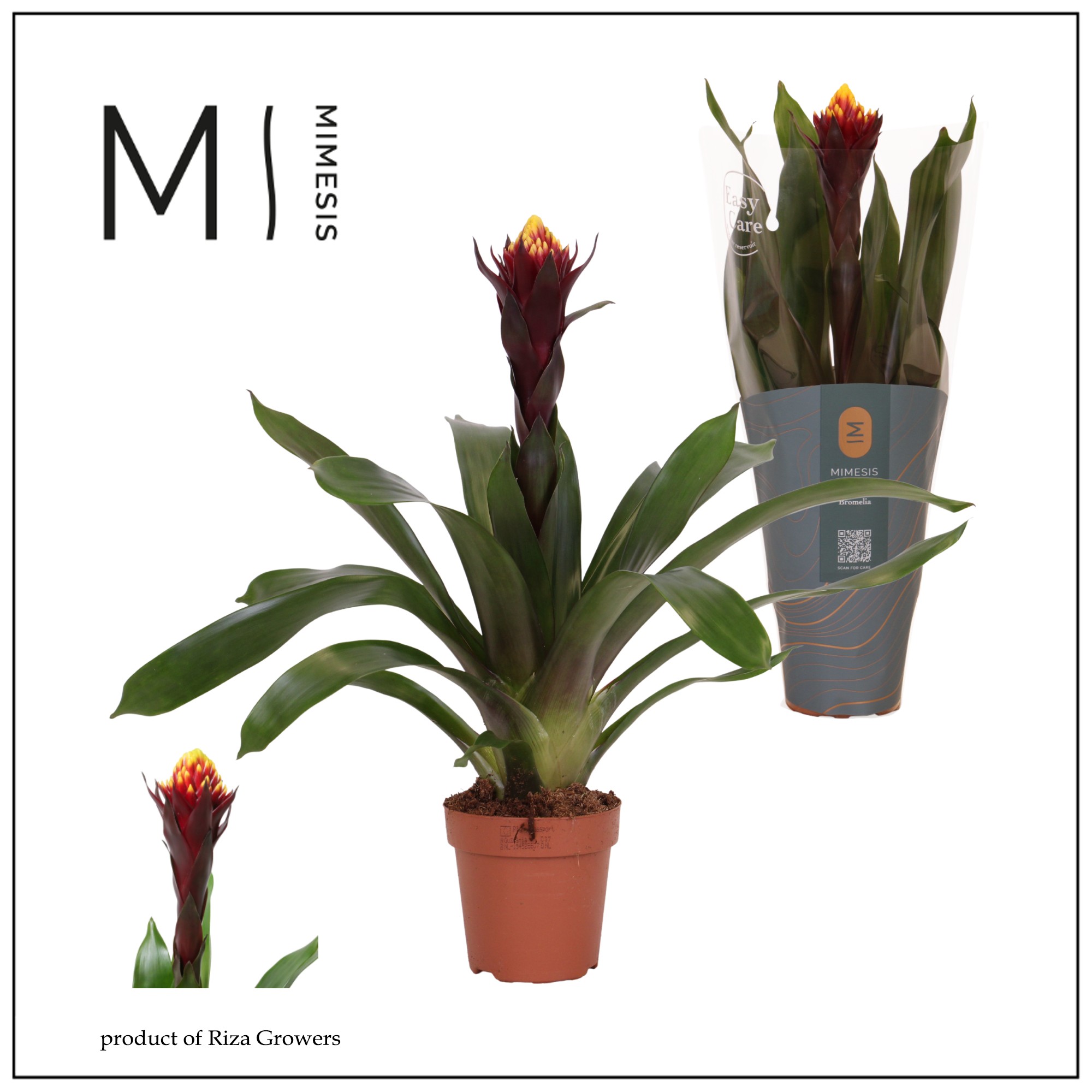 Guzmania Rockyflower Akabar - 12cm | Mimesis, D 12
