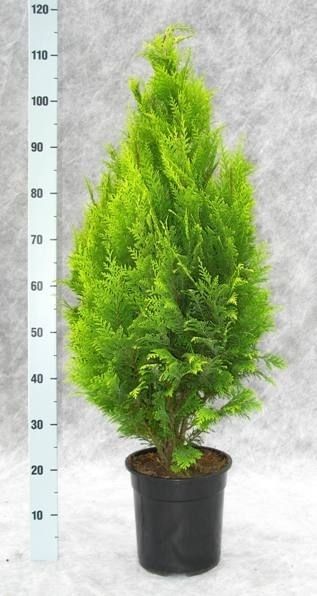 Chamaecyparis lawsoniana 'Stardust', D 24