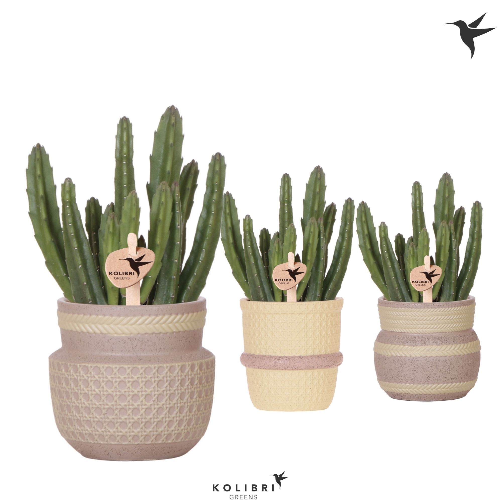 Kolibri Greens Stapelia Leendertziae in Ethnic pot khaki mix, D 9