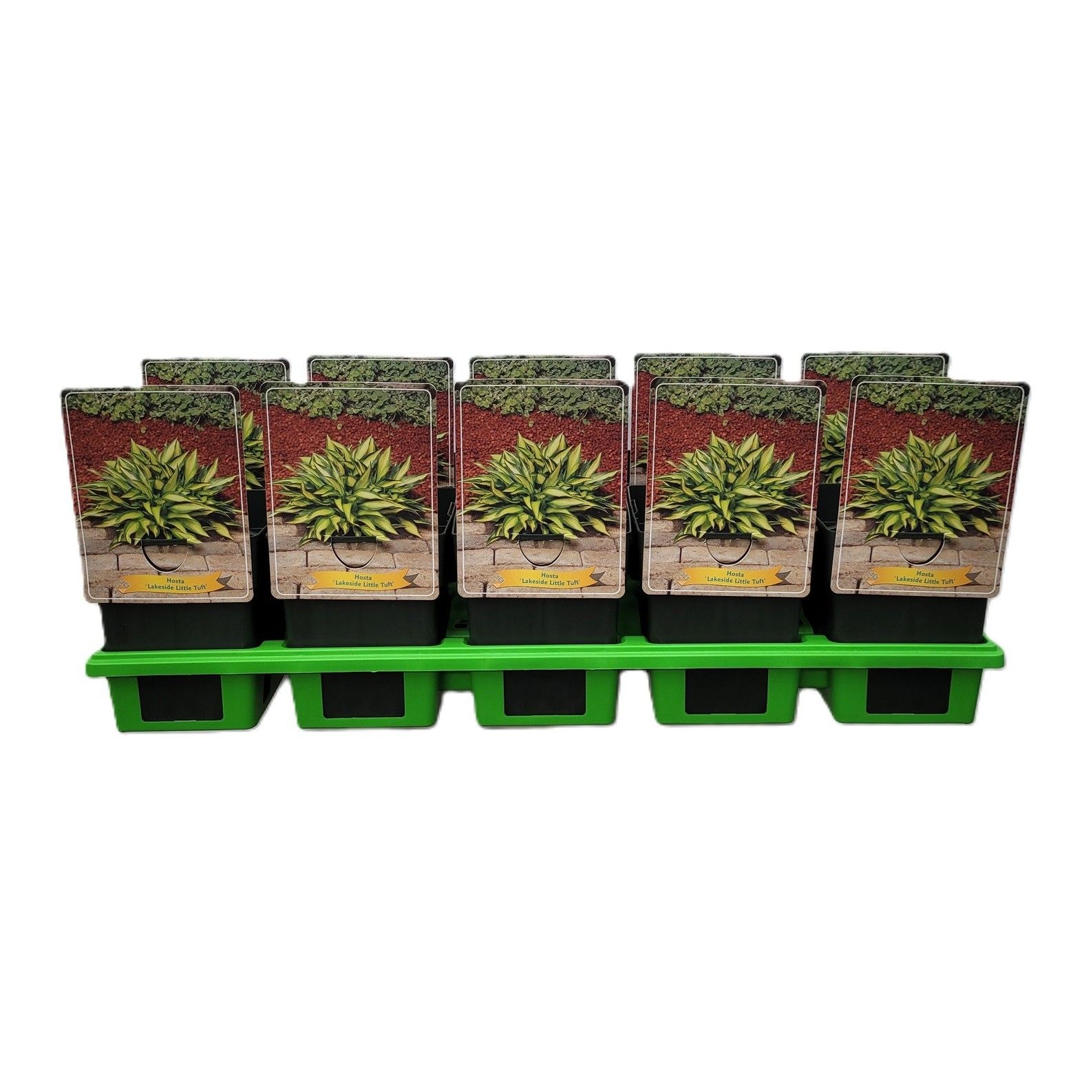Hosta 'Lakeside Little Tuft' P11, D 11