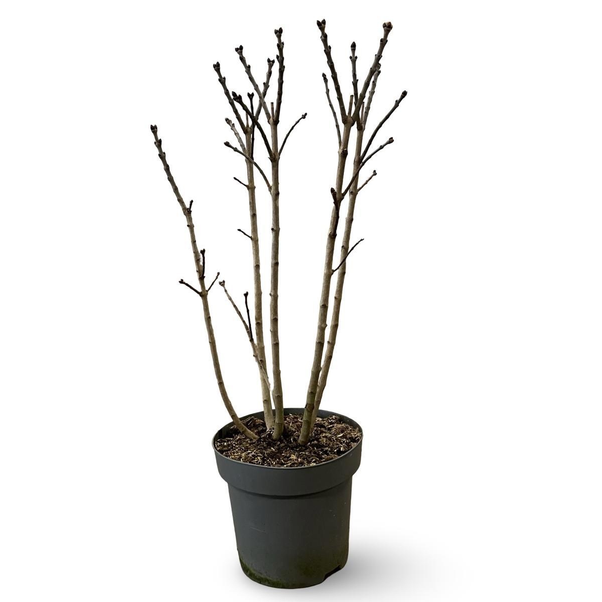 Syringa v. 'And. an Ludwig Späth', D 31