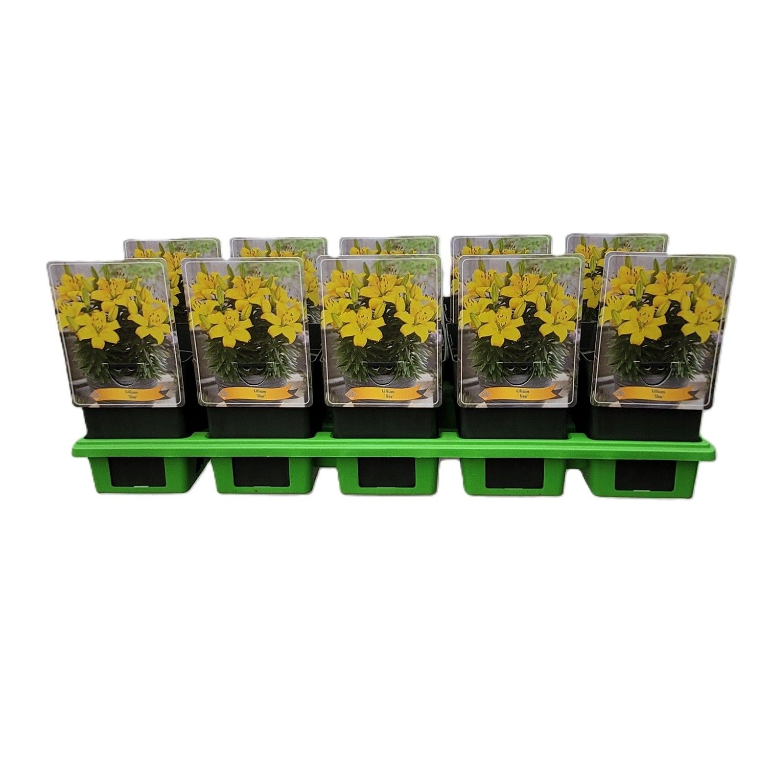 Lilium 'Ilse' P11, D 11