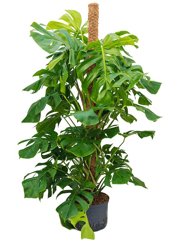 Monstera deliciosa, D 28