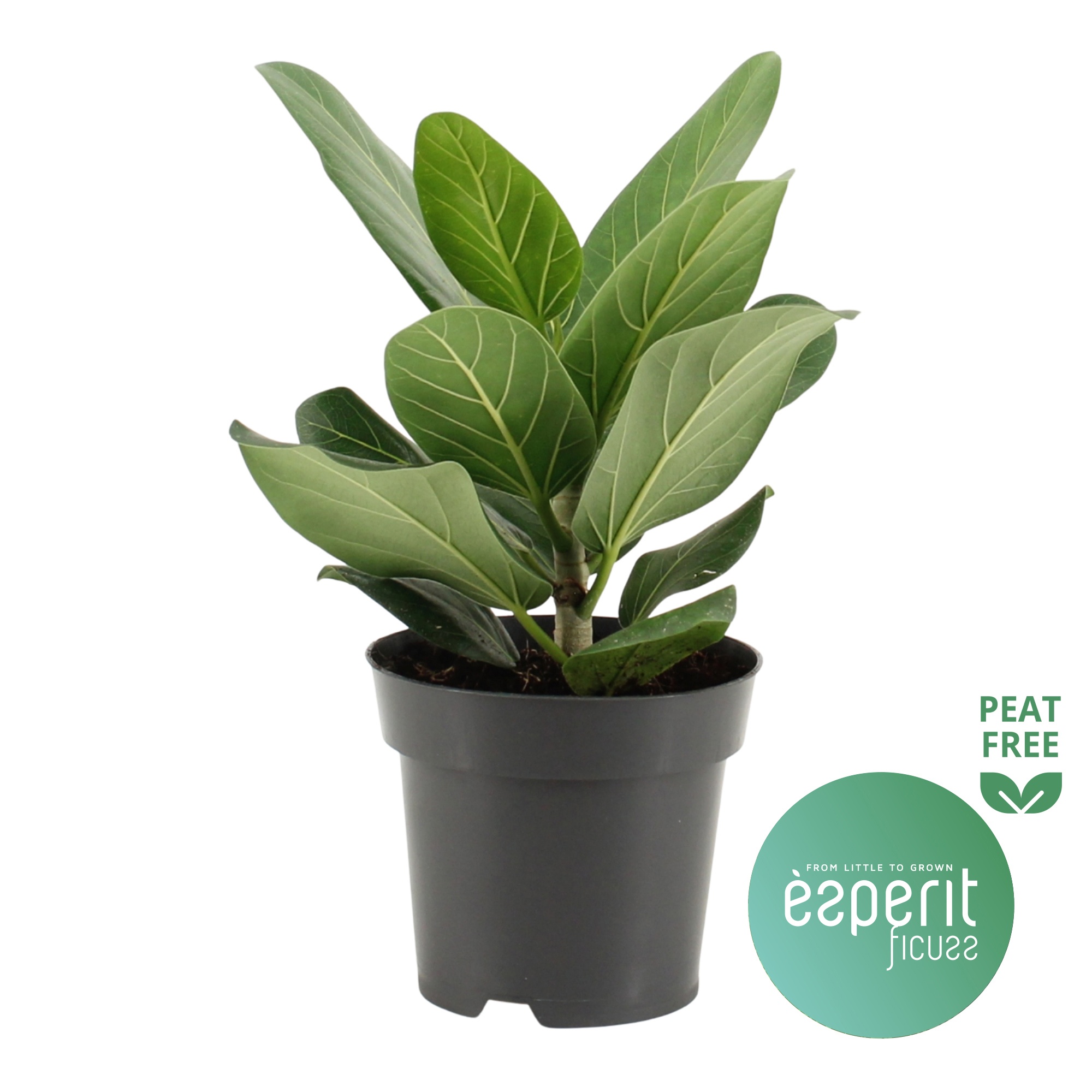 Ficus benghalensis Audrey®, D 14