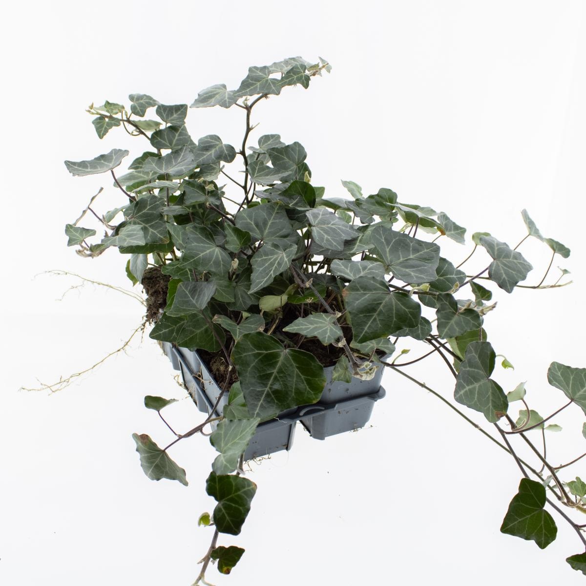 Hedera hel. 'Woerner', 3-5 tak, D 9