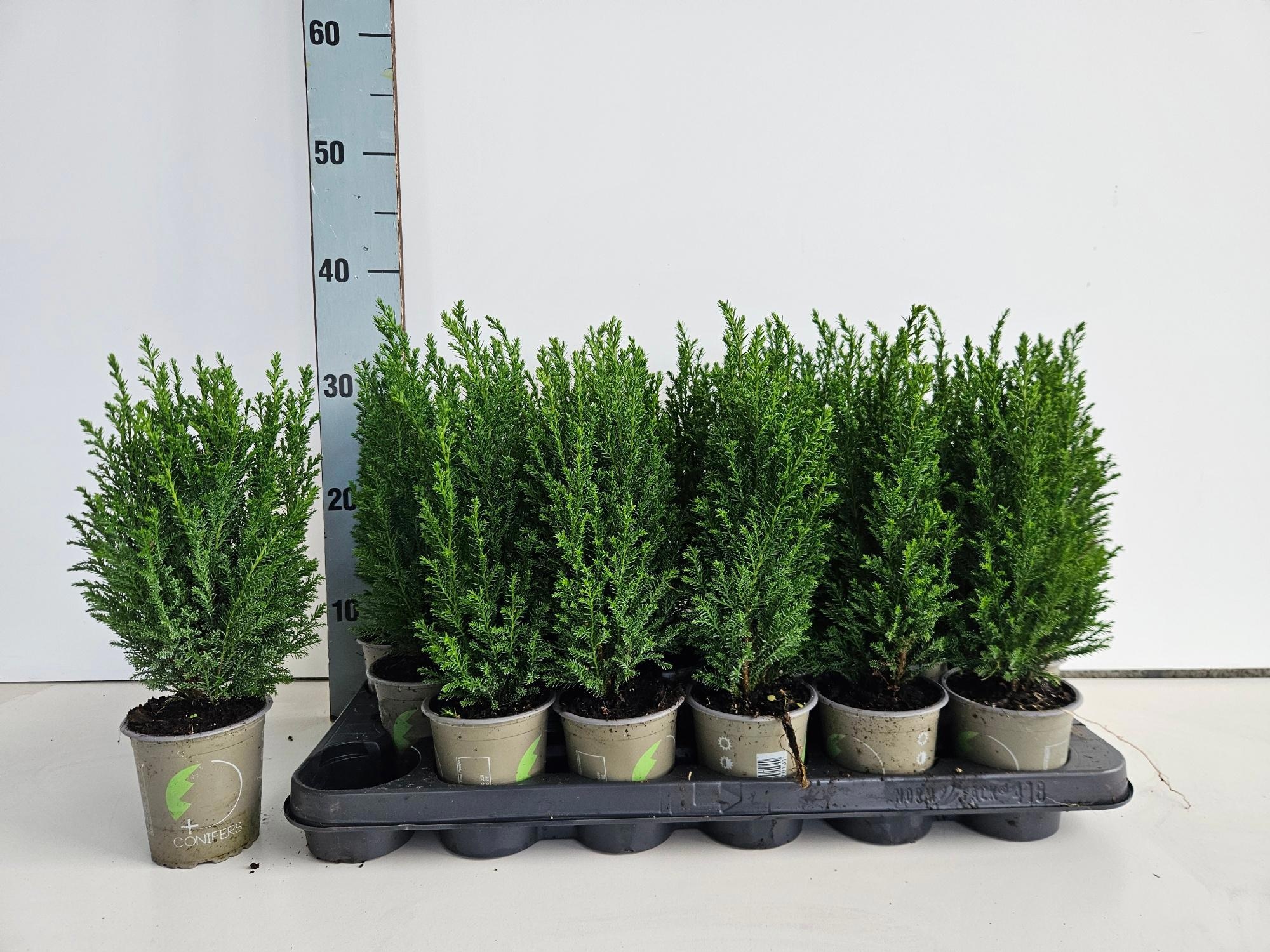 Chamaecyparis lawsoniana 'Ellwoodii', D 9