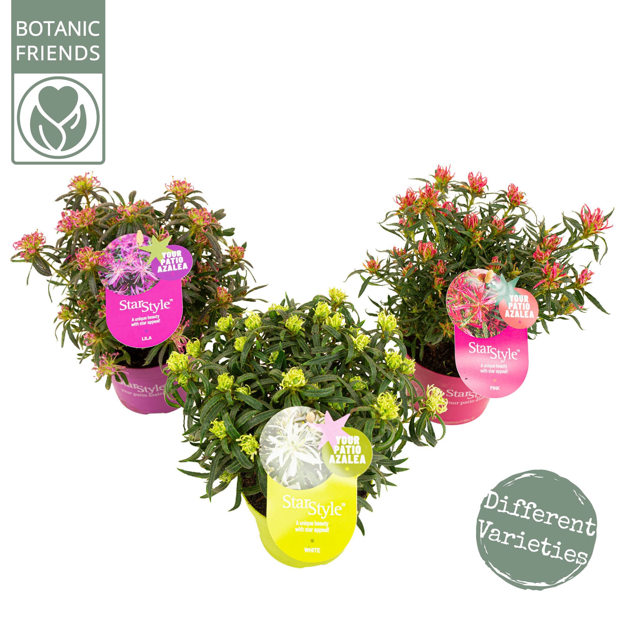 Azalea 'Starstyle Mix' ®, D 10,5