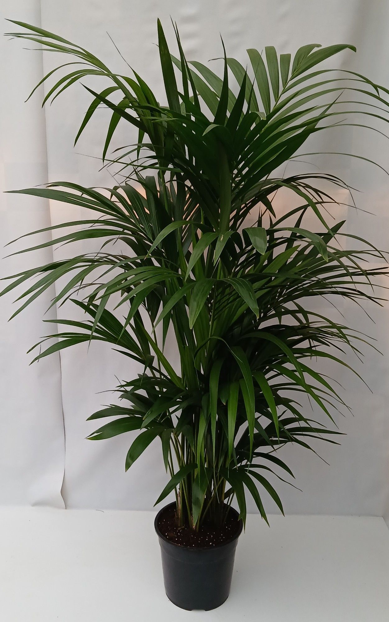 Howea forsteriana, D 27